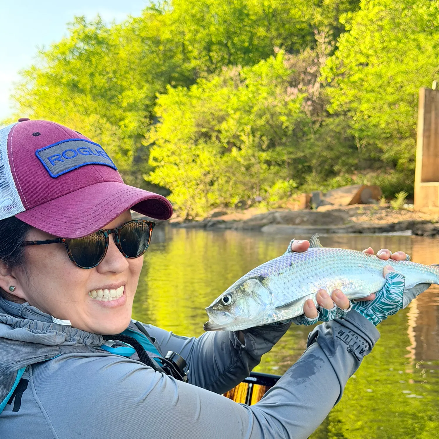 The most recent Hickory shad catches on Fishbrain