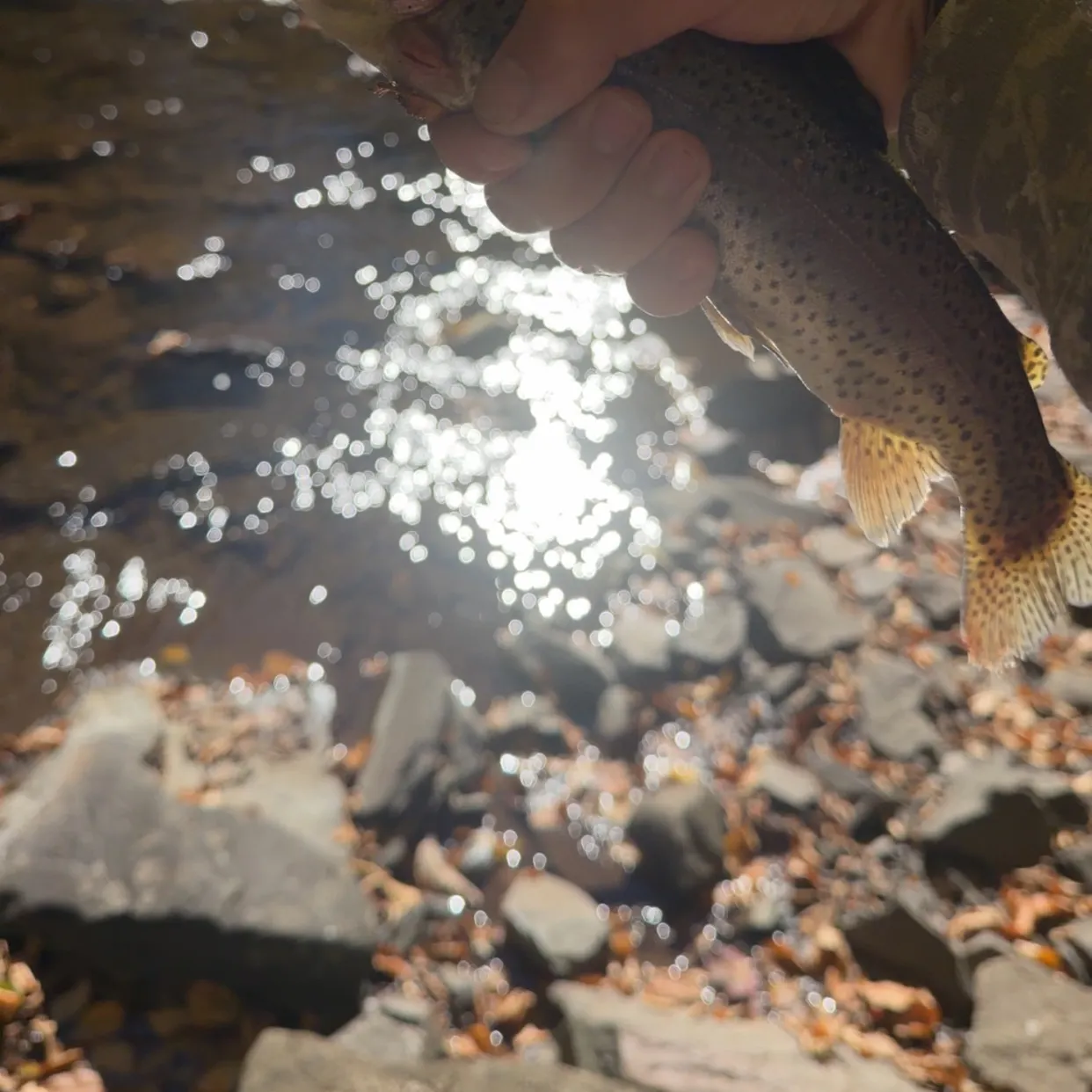 Rainbow trout caught on Fishbrain