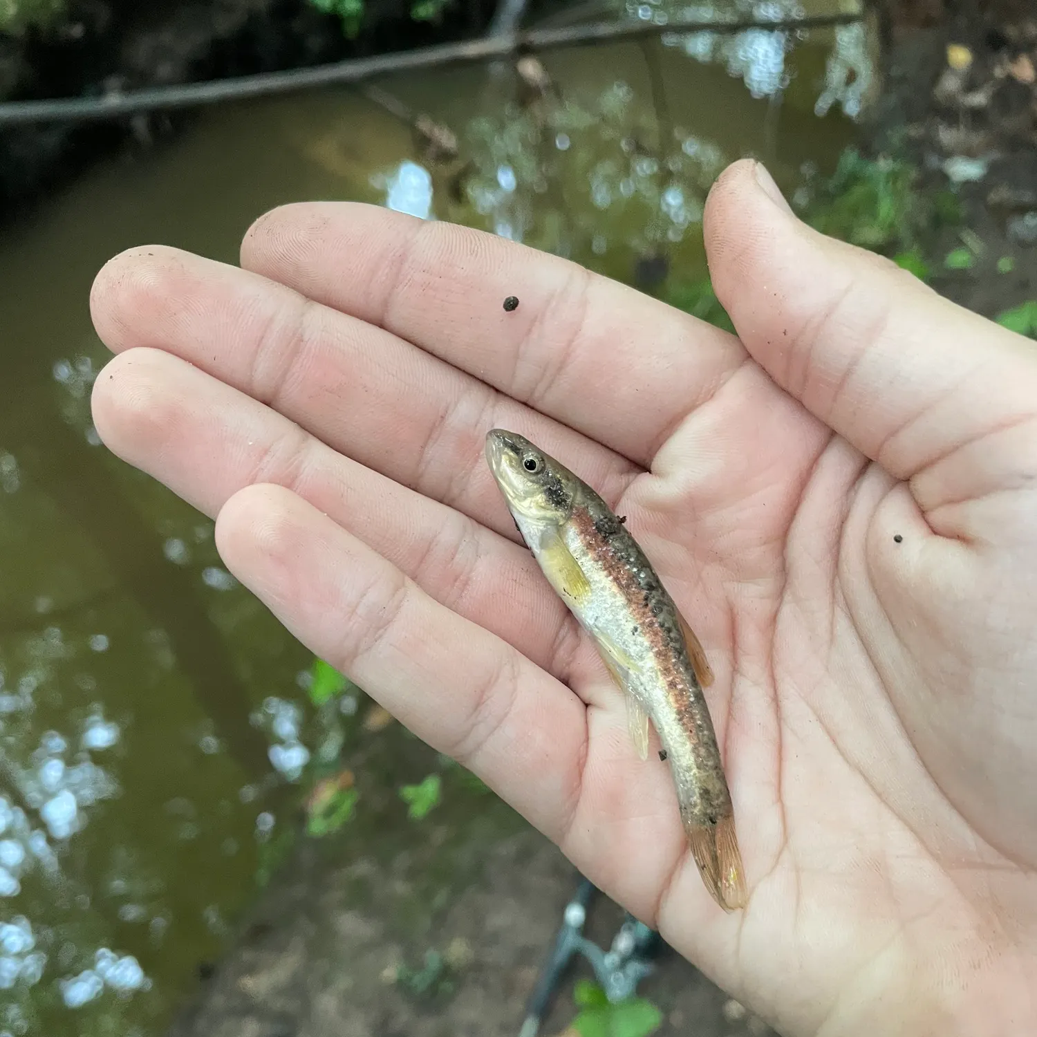 The most recent Eastern blacknose dace catches on Fishbrain