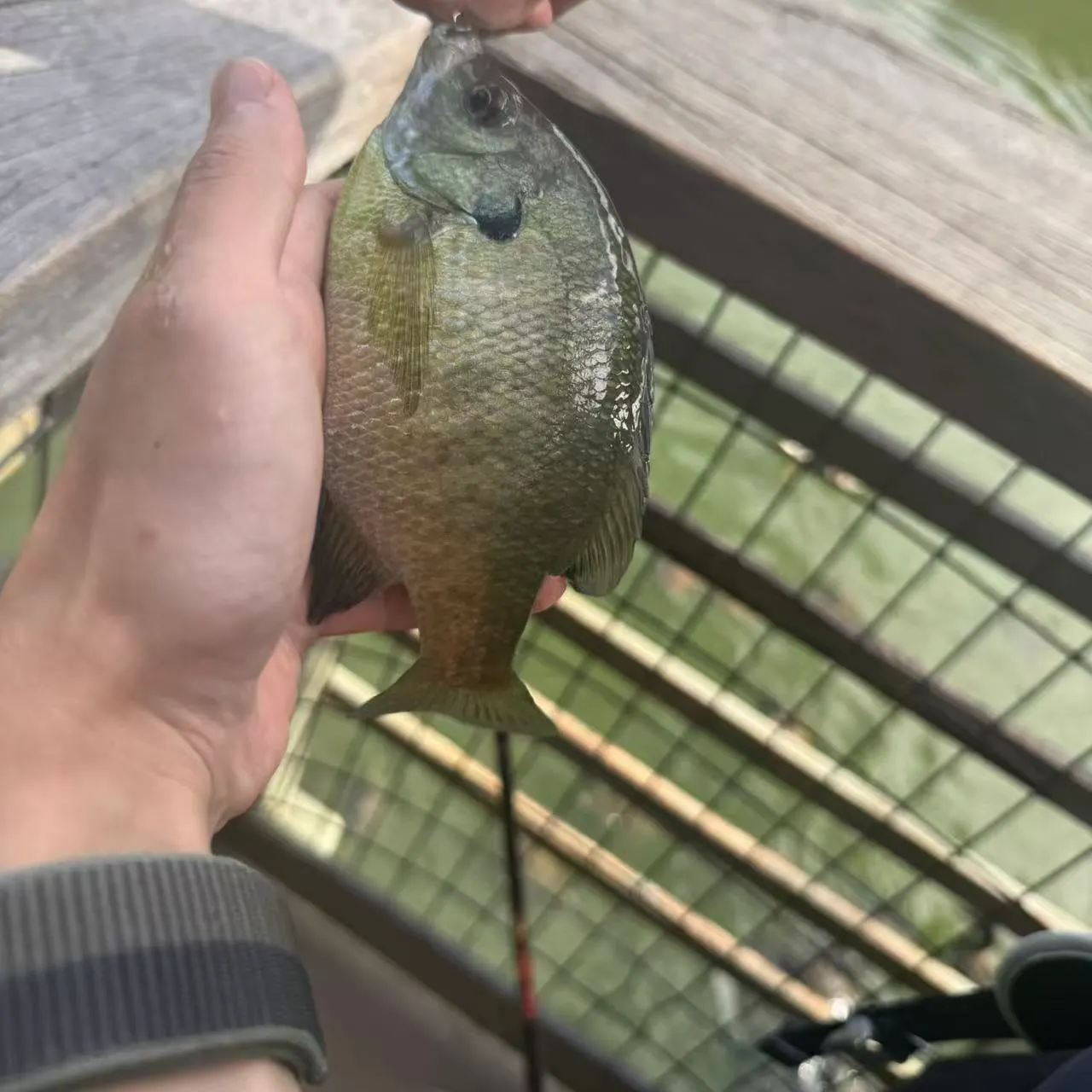 Bluegill caught on Fishbrain