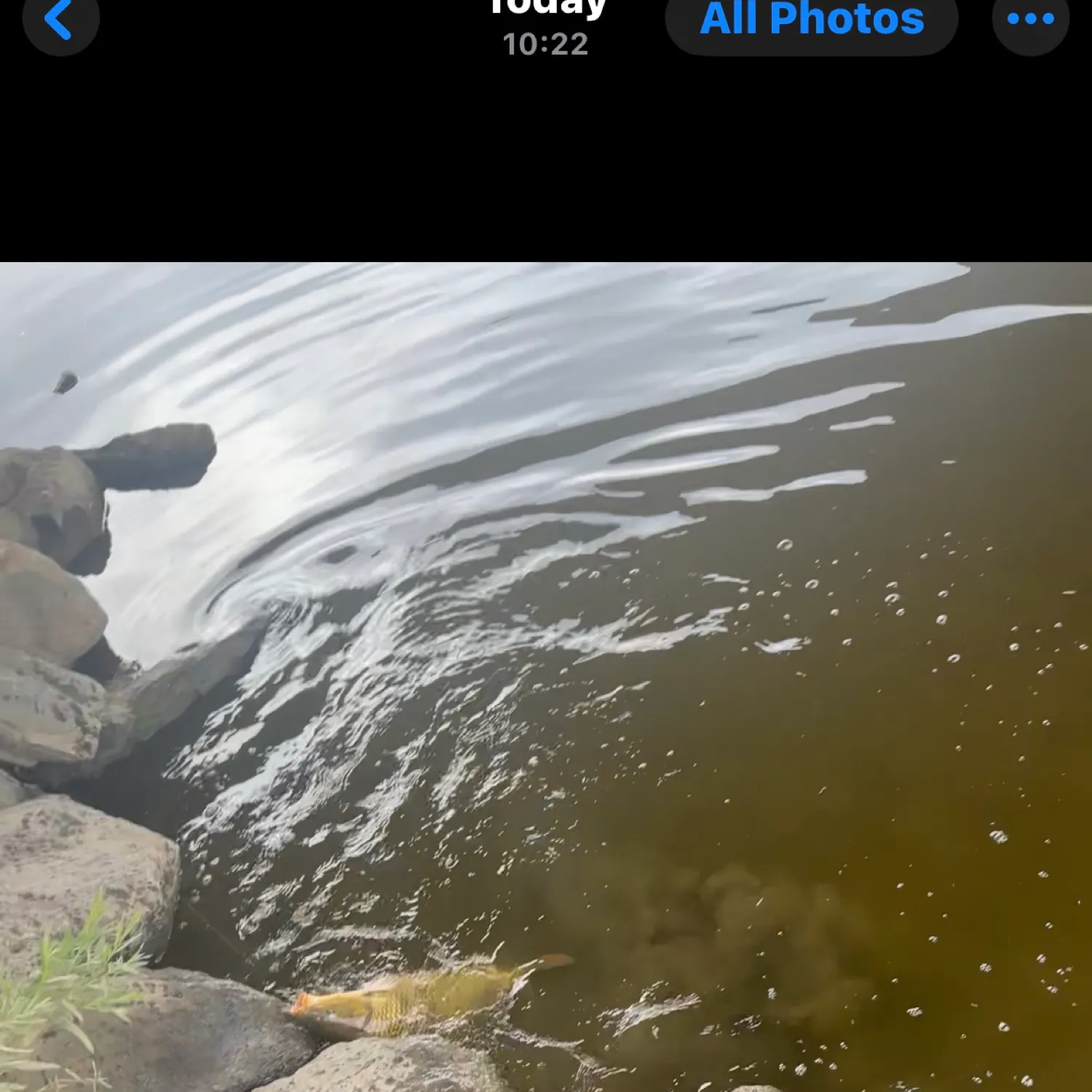 recently logged catches