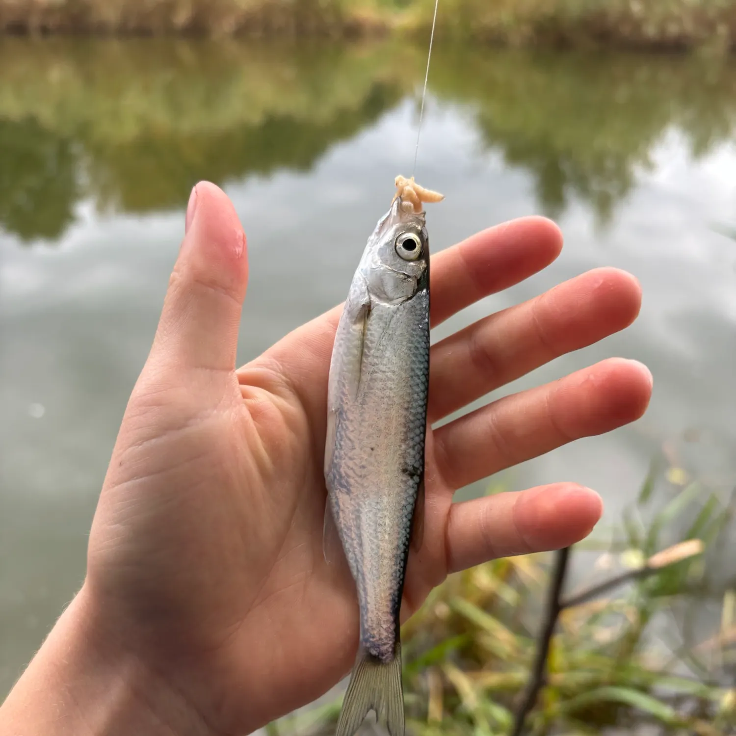Common roach caught on Fishbrain