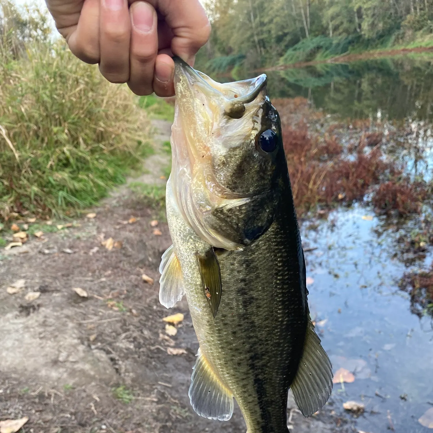 Largemouth bass caught on Fishbrain