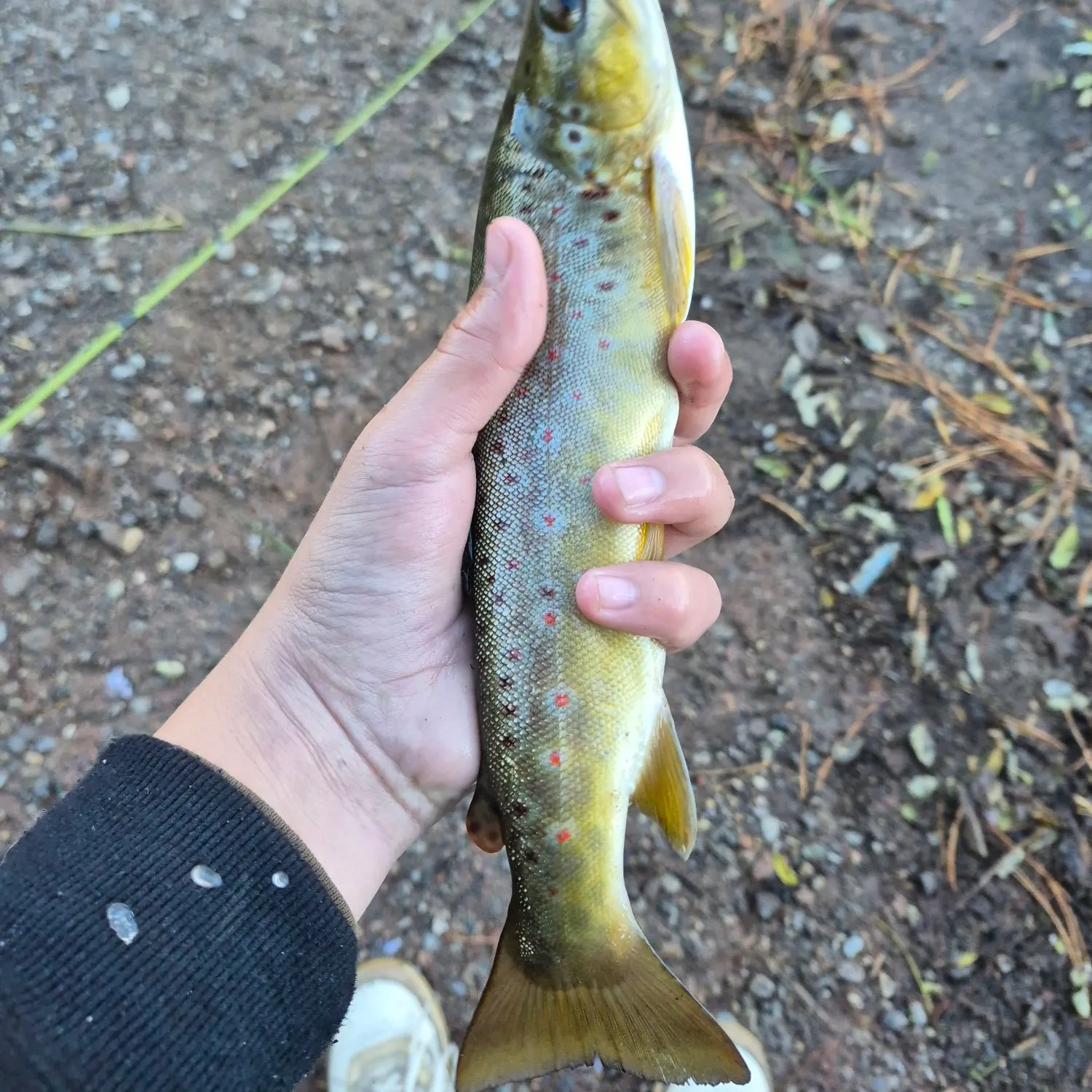 Brown trout caught on Fishbrain