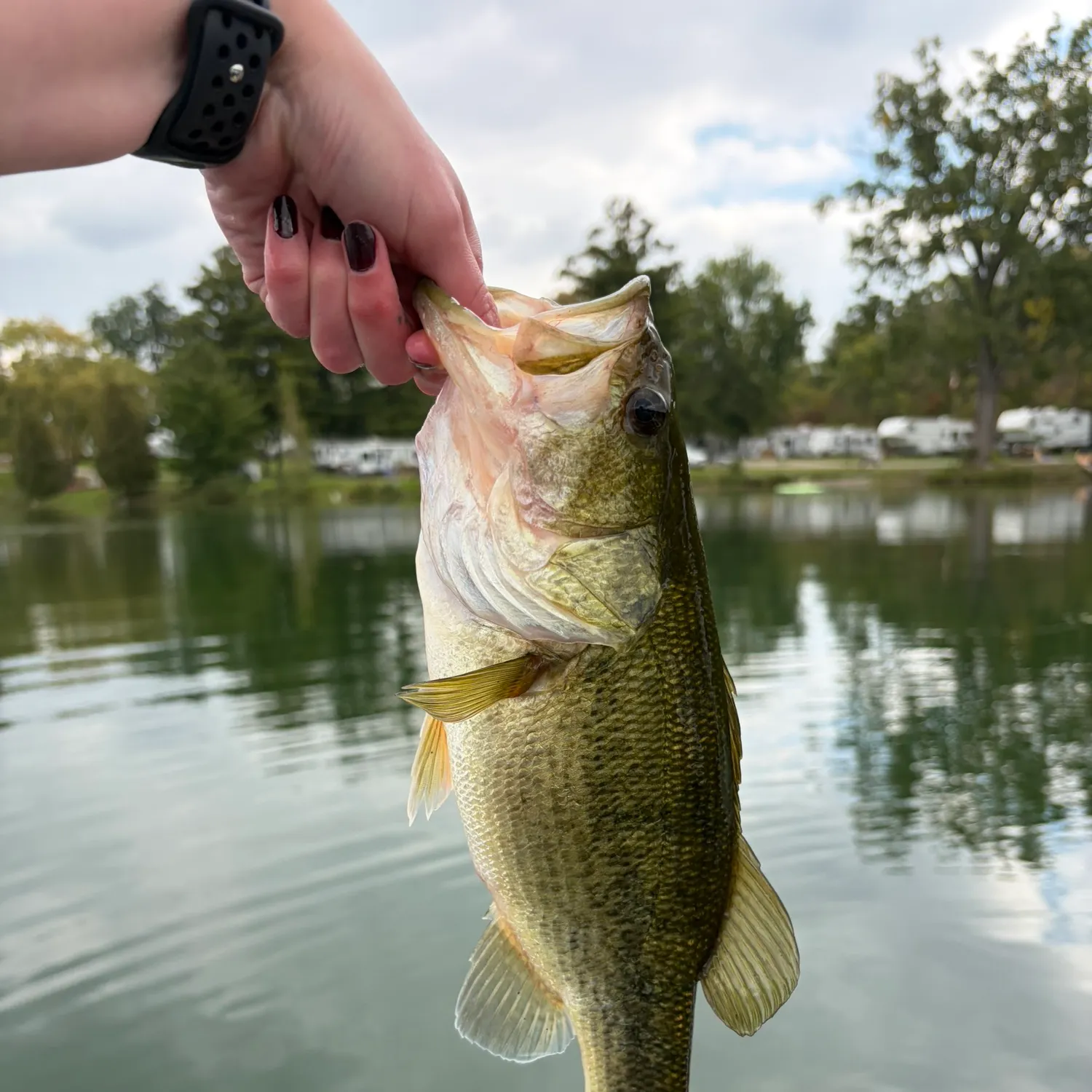 Largemouth bass caught on Fishbrain