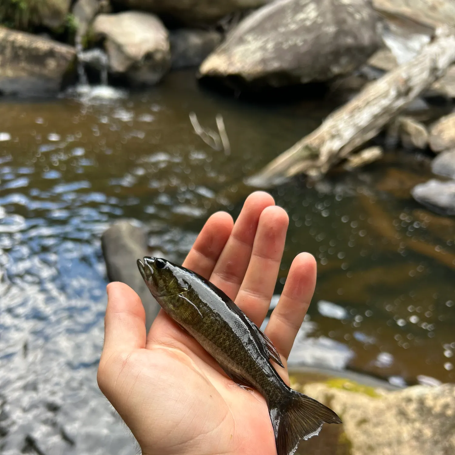 Smallmouth bass caught on Fishbrain