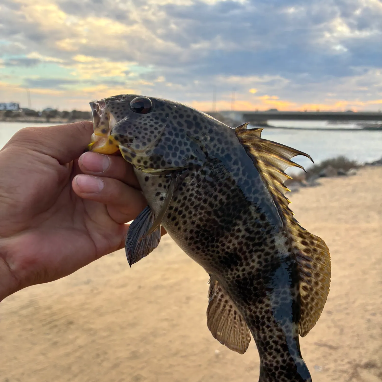 Spotted sand bass caught on Fishbrain