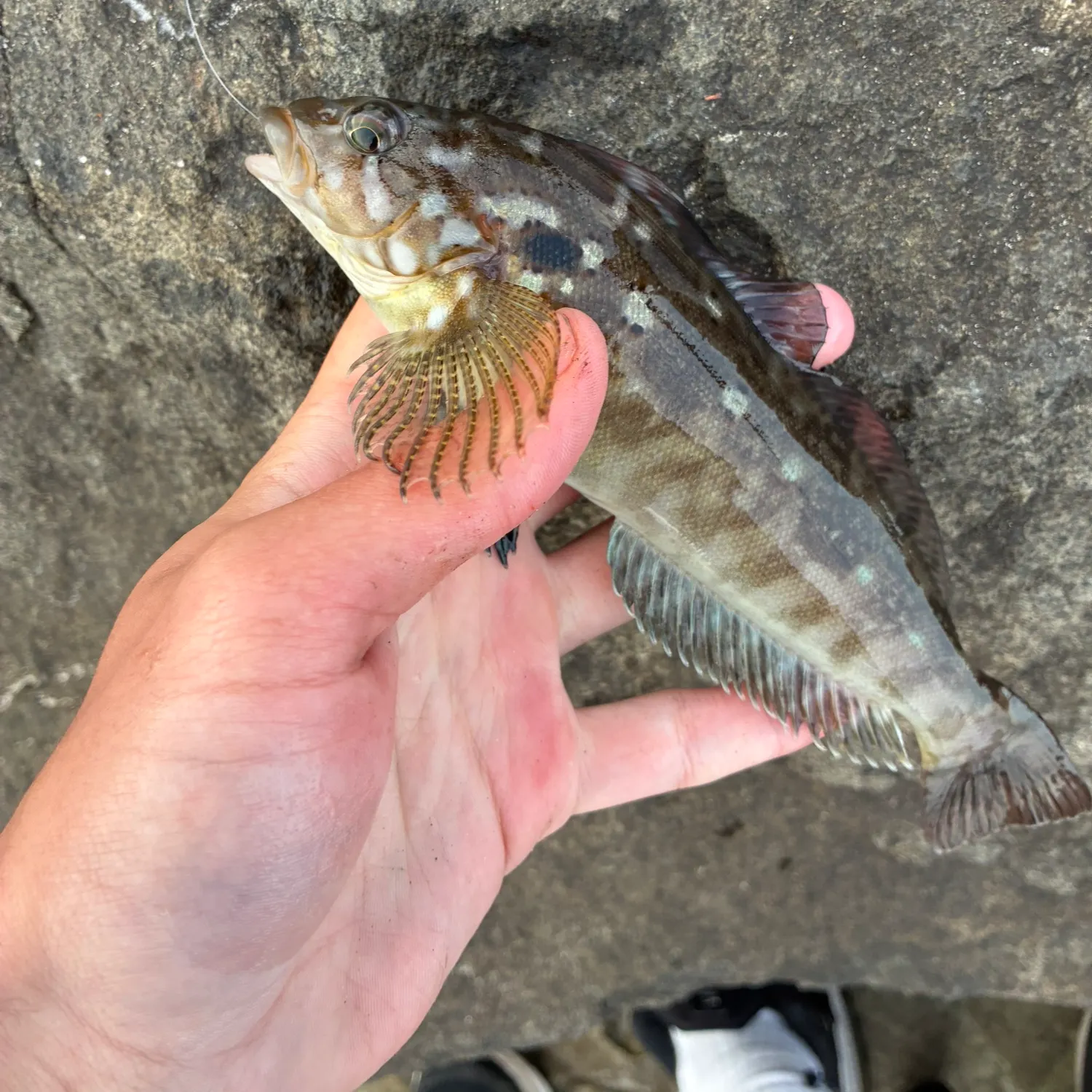 The most recent Rock greenling catches on Fishbrain