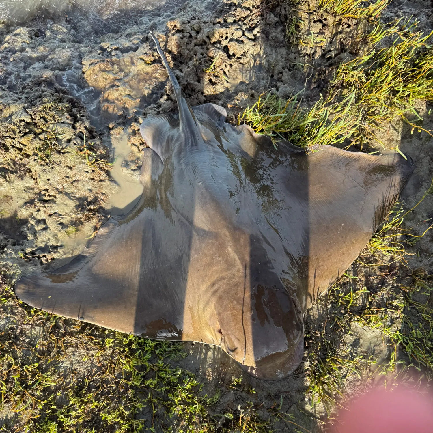 The most recent Bat eagle ray catches on Fishbrain