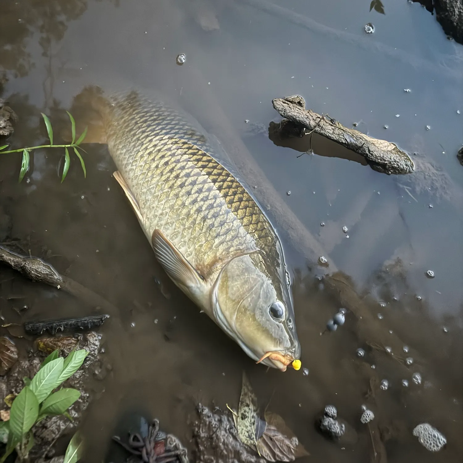 Common carp caught on Fishbrain