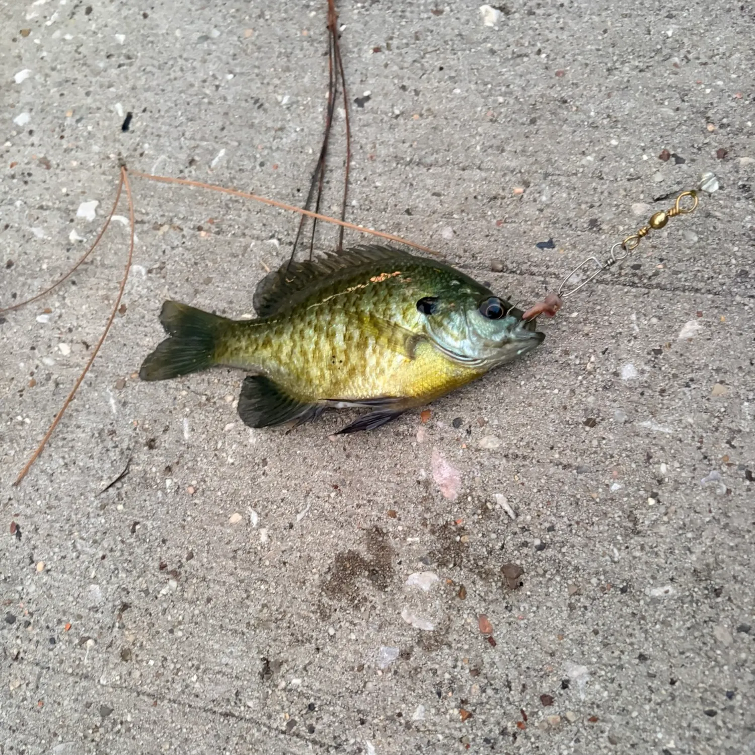 Bluegill caught on Fishbrain