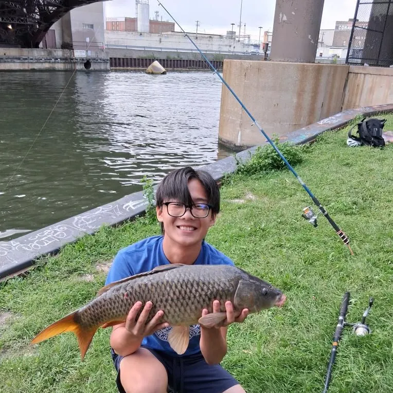 Common carp caught on Fishbrain