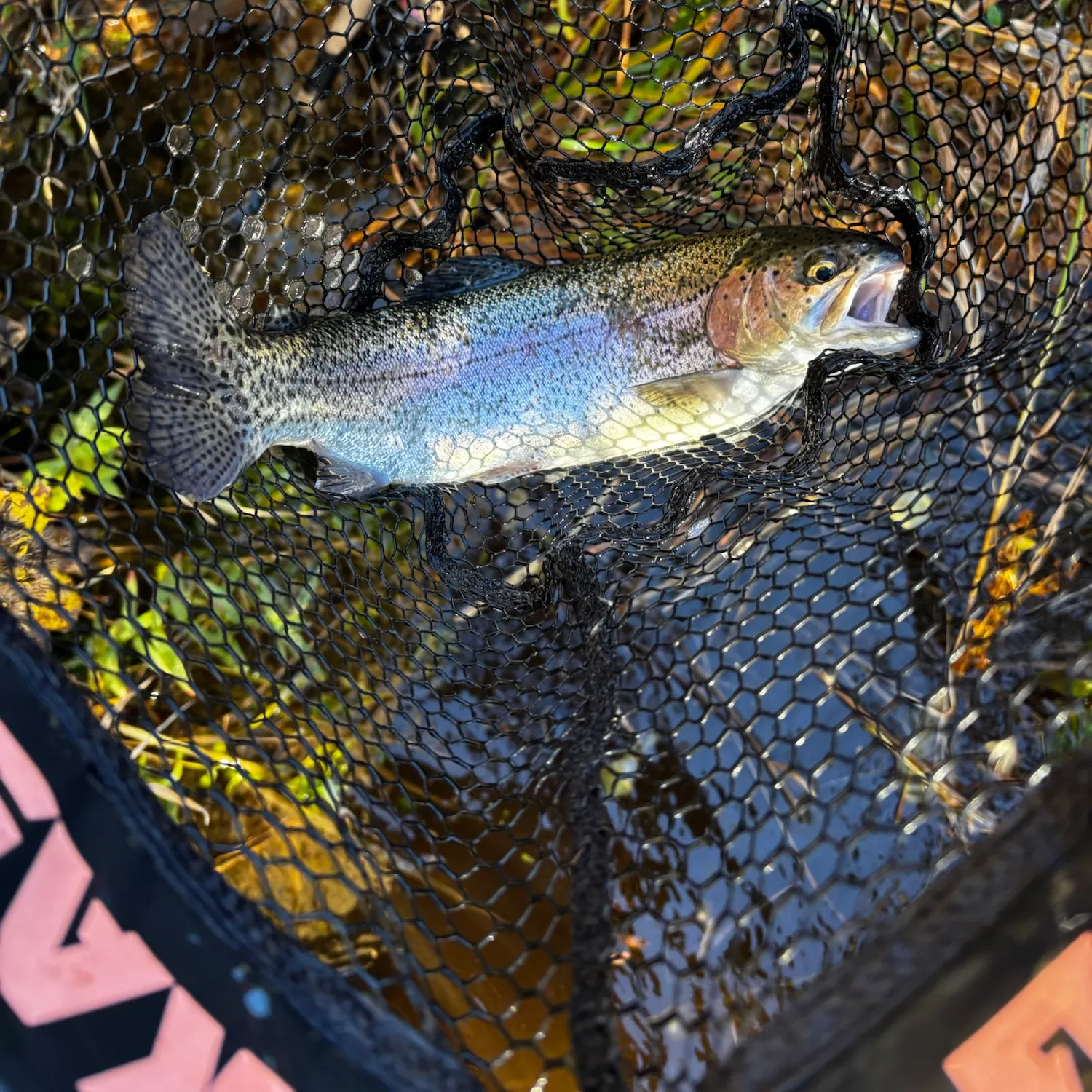 Rainbow trout caught on Fishbrain