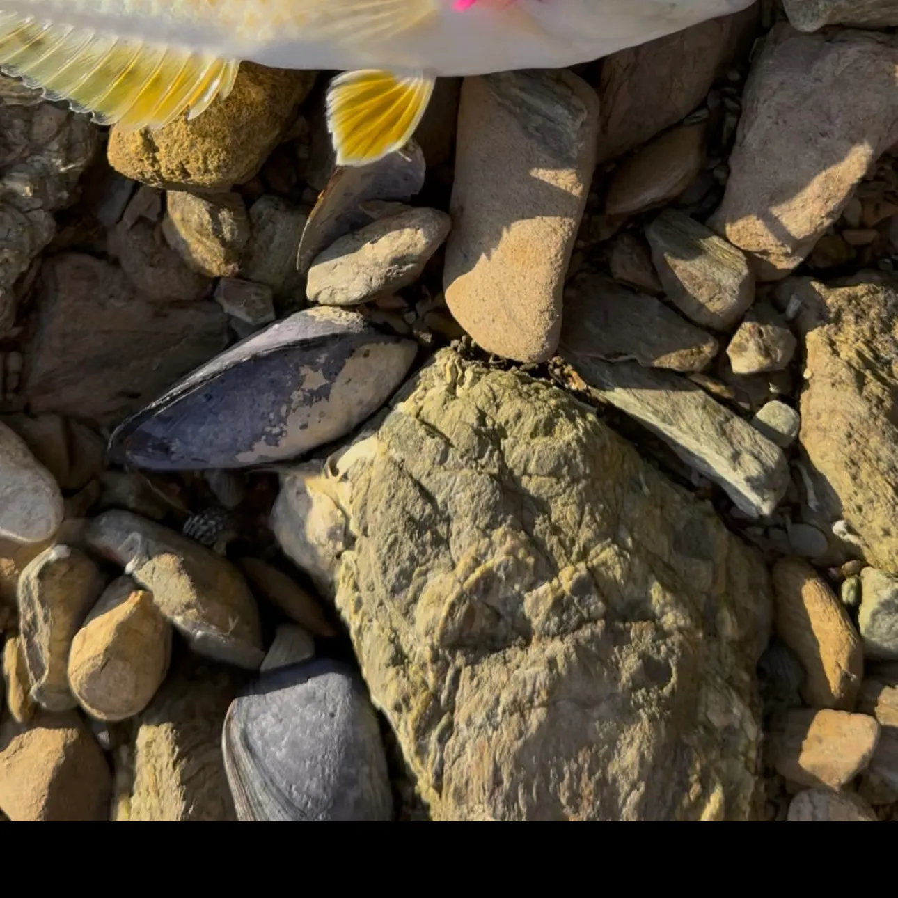 The most recent Spotty wrasse catches on Fishbrain