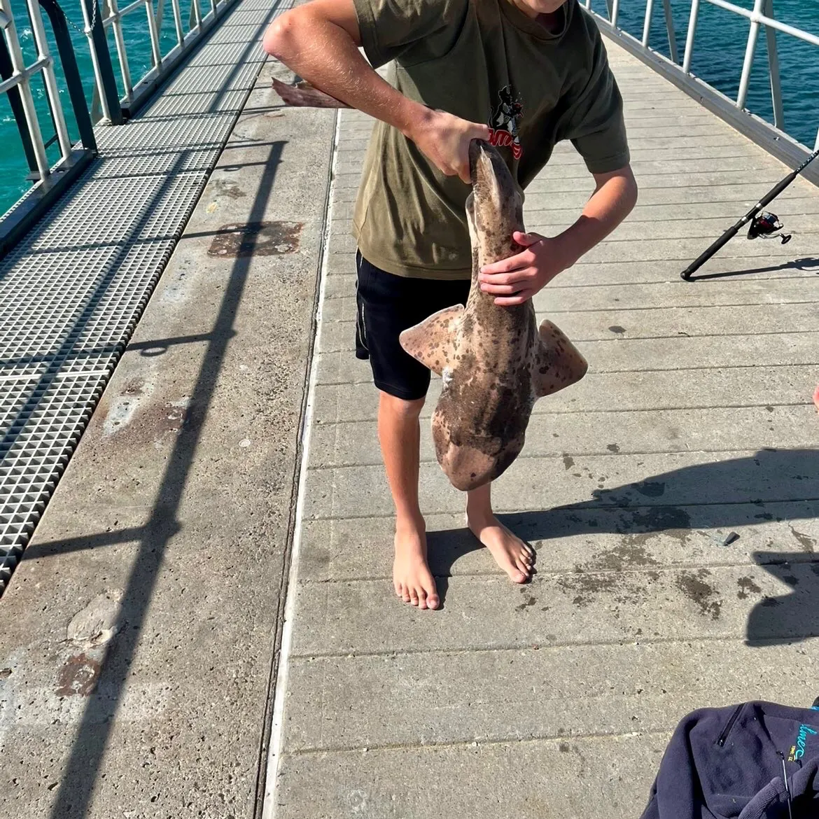 The most recent Swellshark catches on Fishbrain