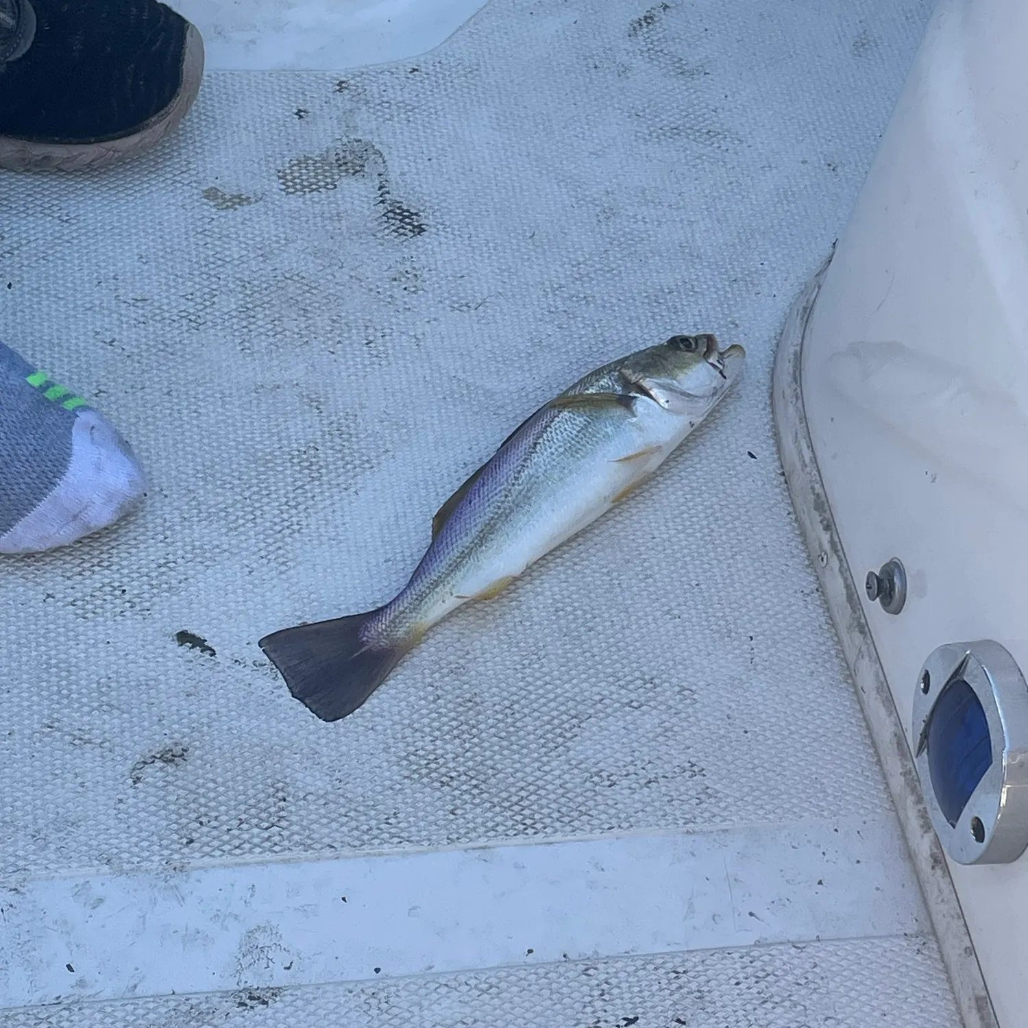 Sand seatrout caught on Fishbrain