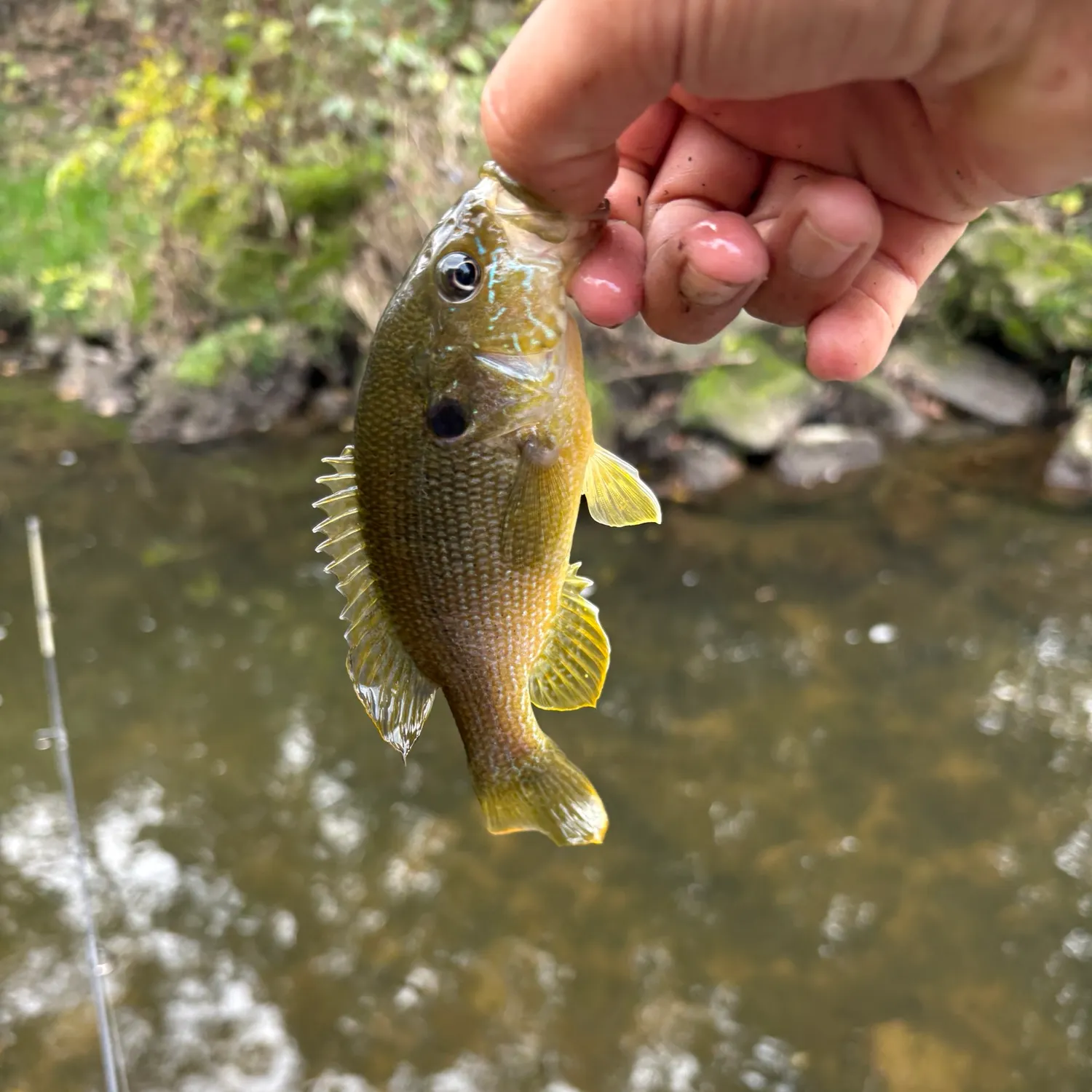 Green sunfish caught on Fishbrain