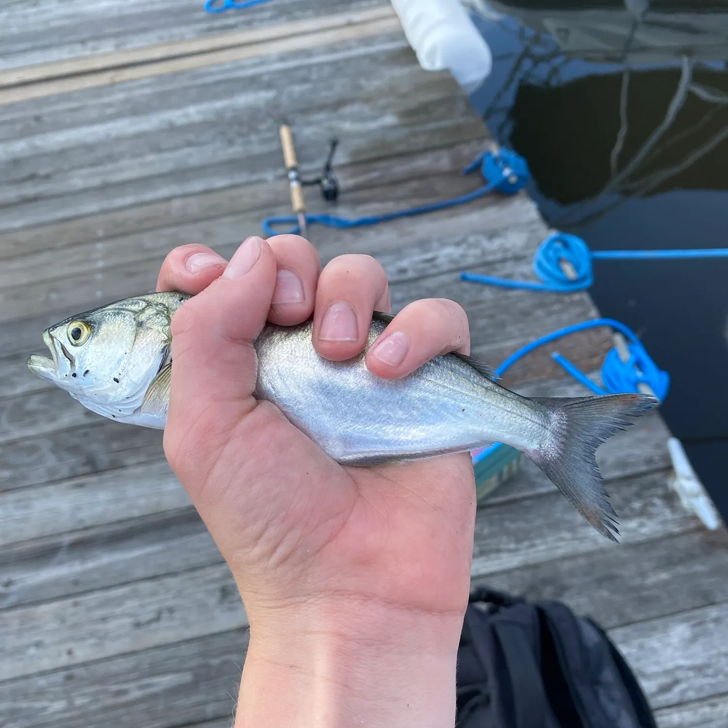 Bluefish caught on Fishbrain