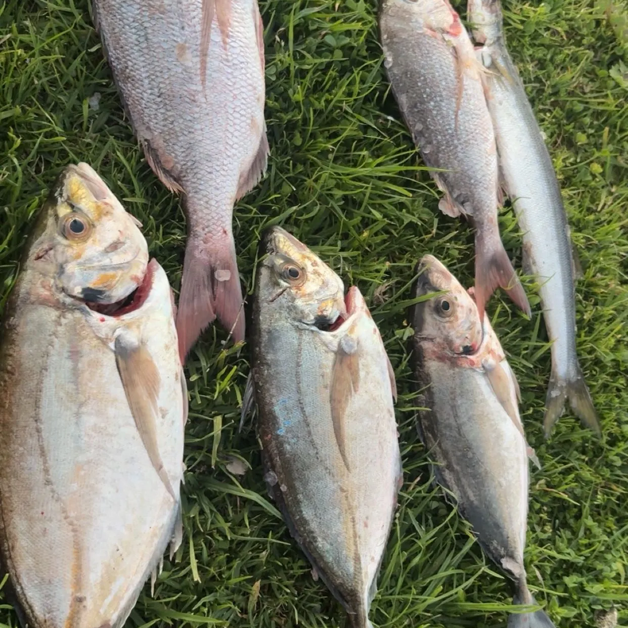 White trevally caught on Fishbrain