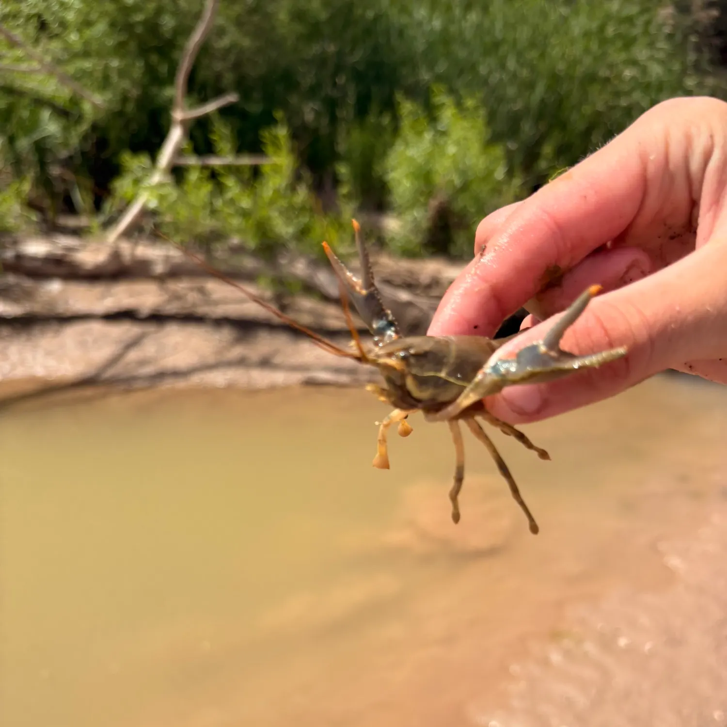 The most recent Signal crayfish catches on Fishbrain