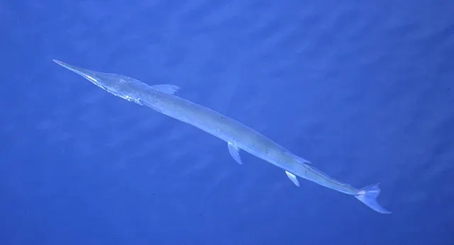 Hound needlefish