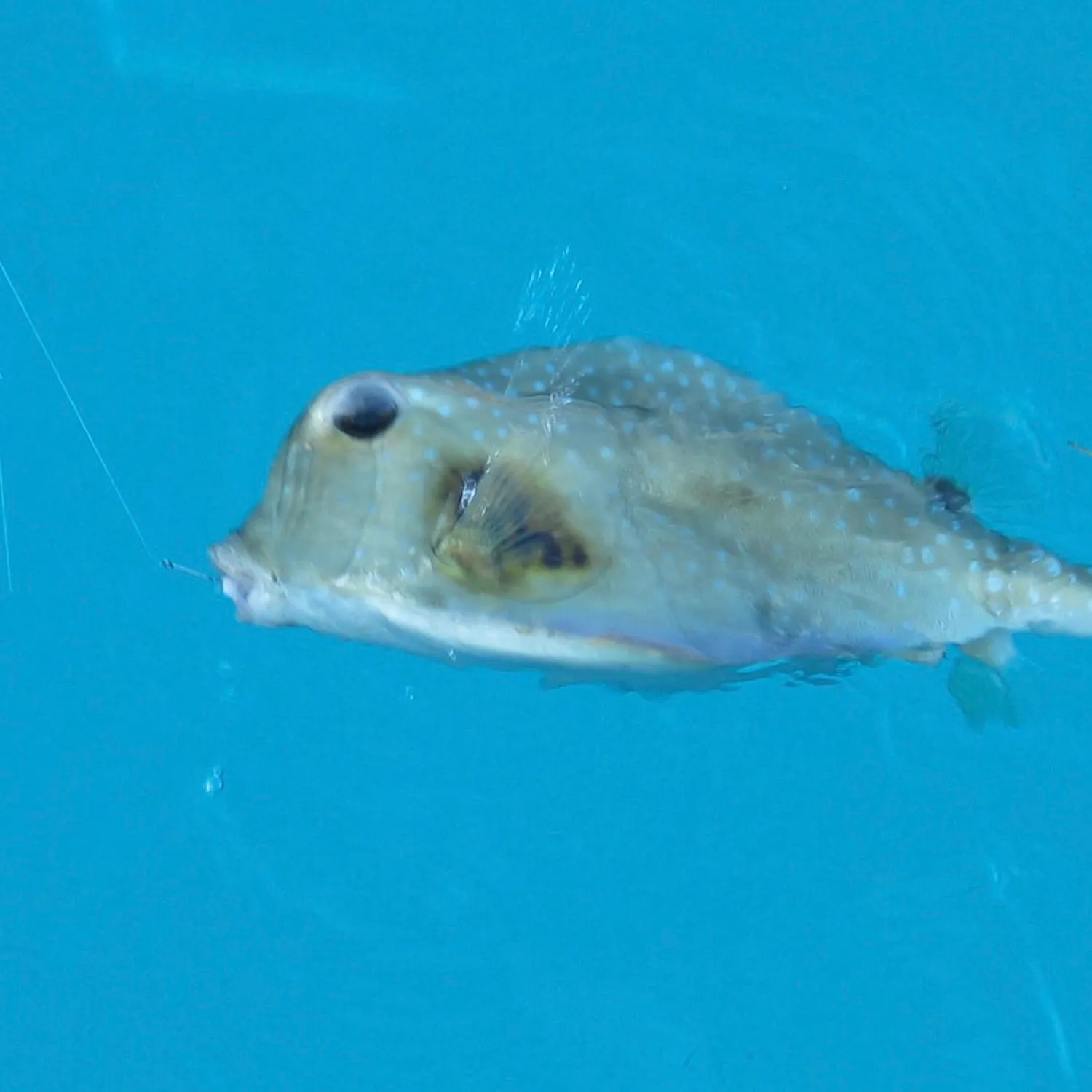 The most recent Buffalo trunkfish catches on Fishbrain