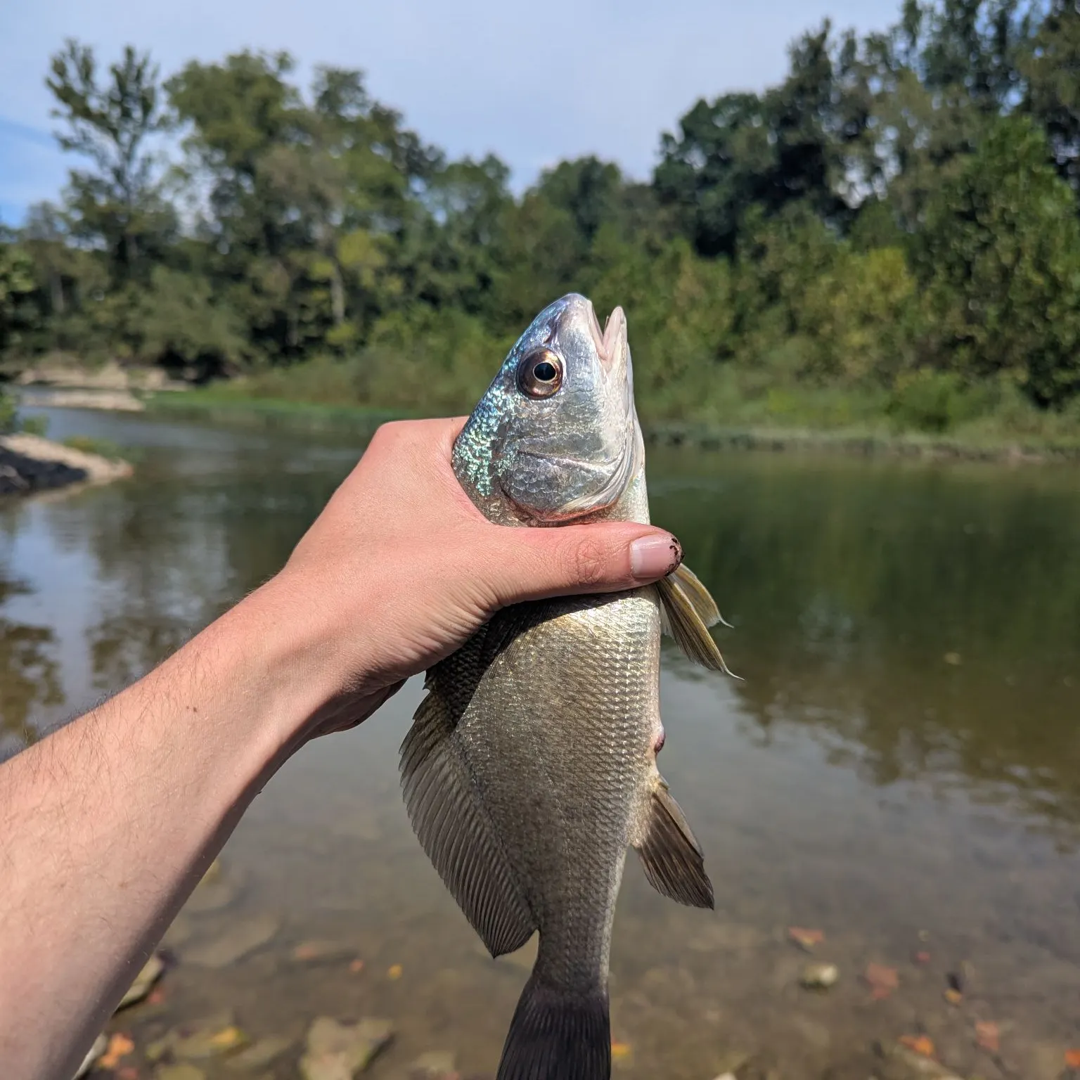 Freshwater drum caught on Fishbrain