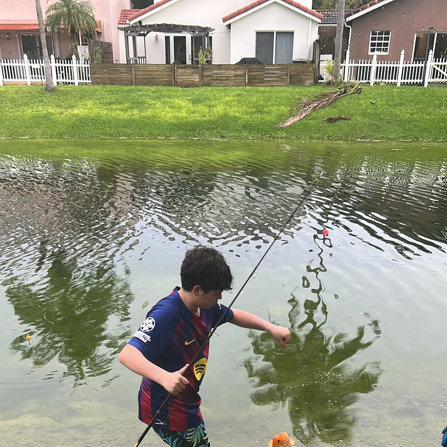 The most recent Midas cichlid catches on Fishbrain