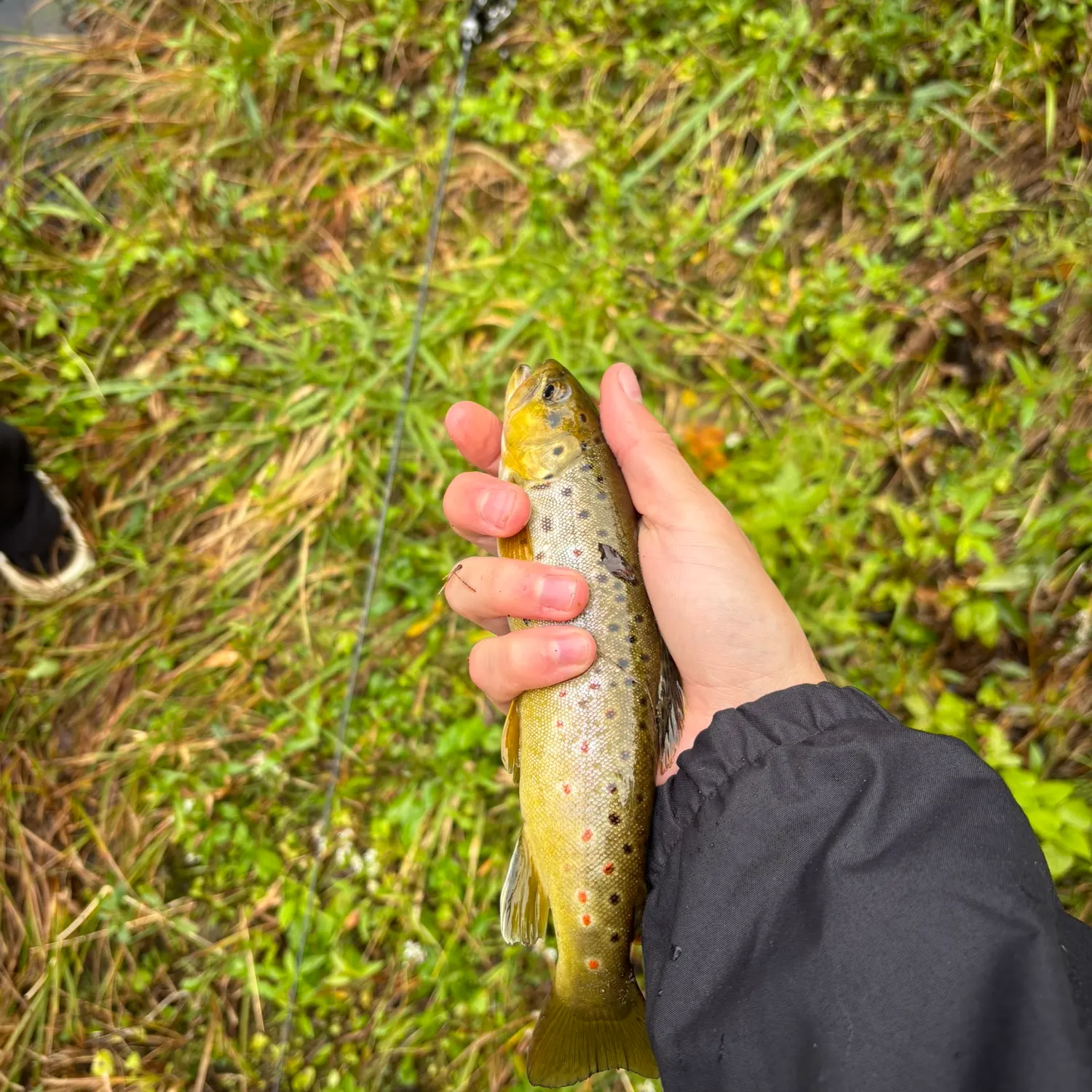 Brown trout caught on Fishbrain