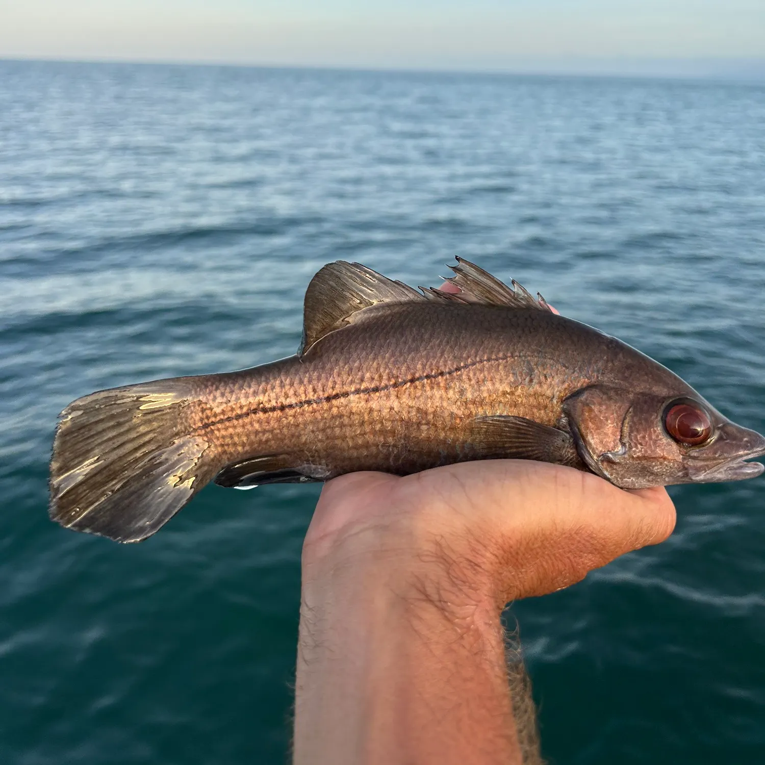 The most popular recent Waigieu seaperch catch on Fishbrain