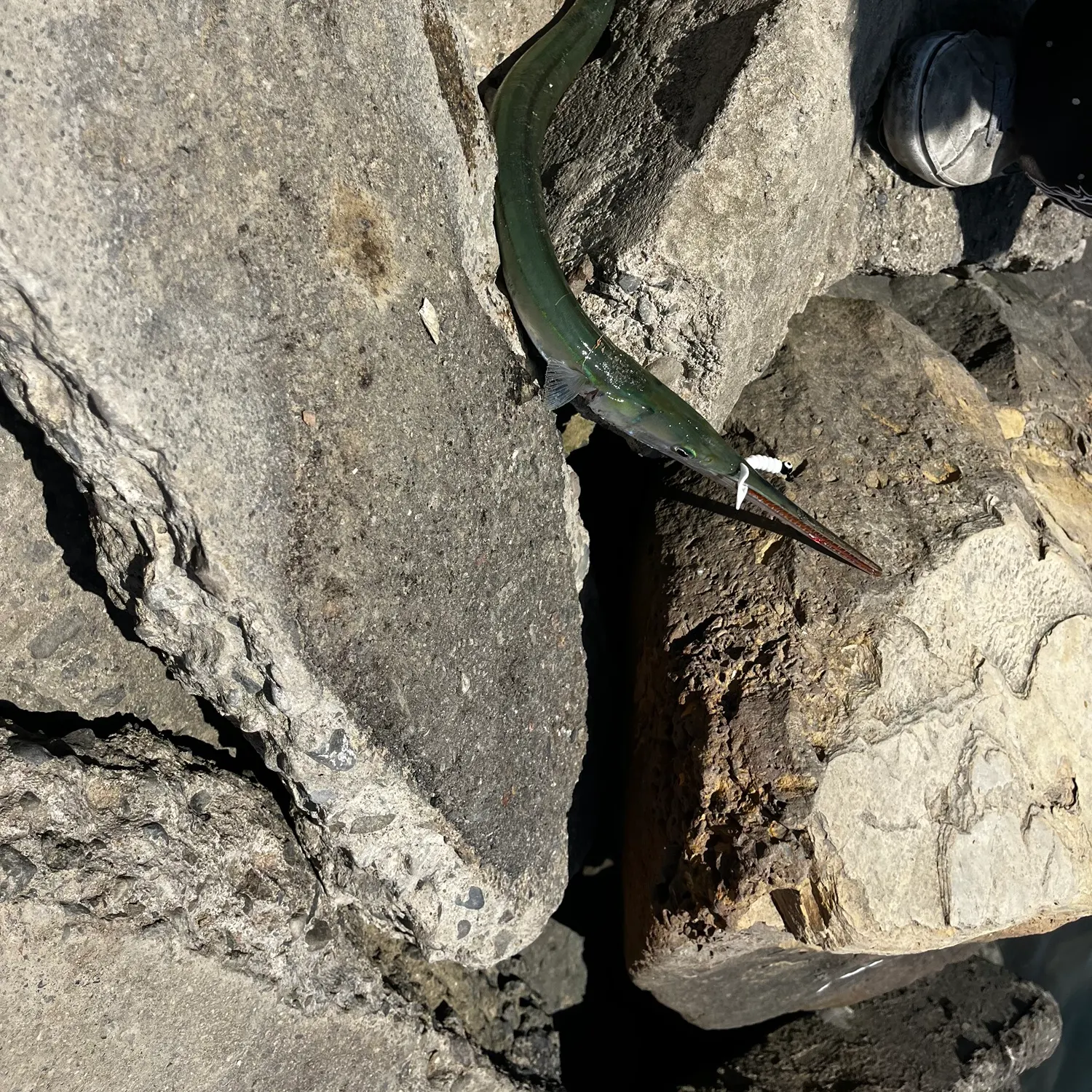 The most recent California needlefish catches on Fishbrain