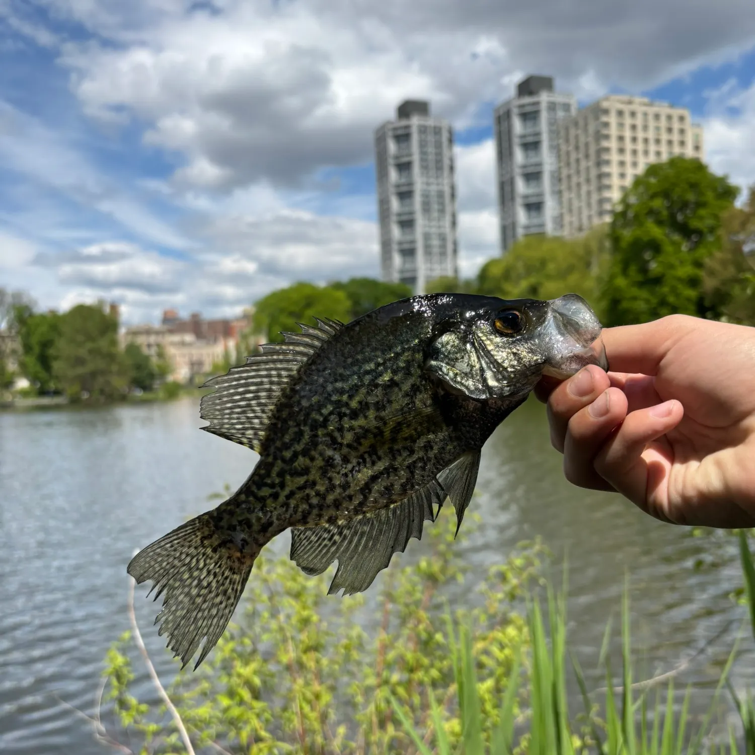 catch