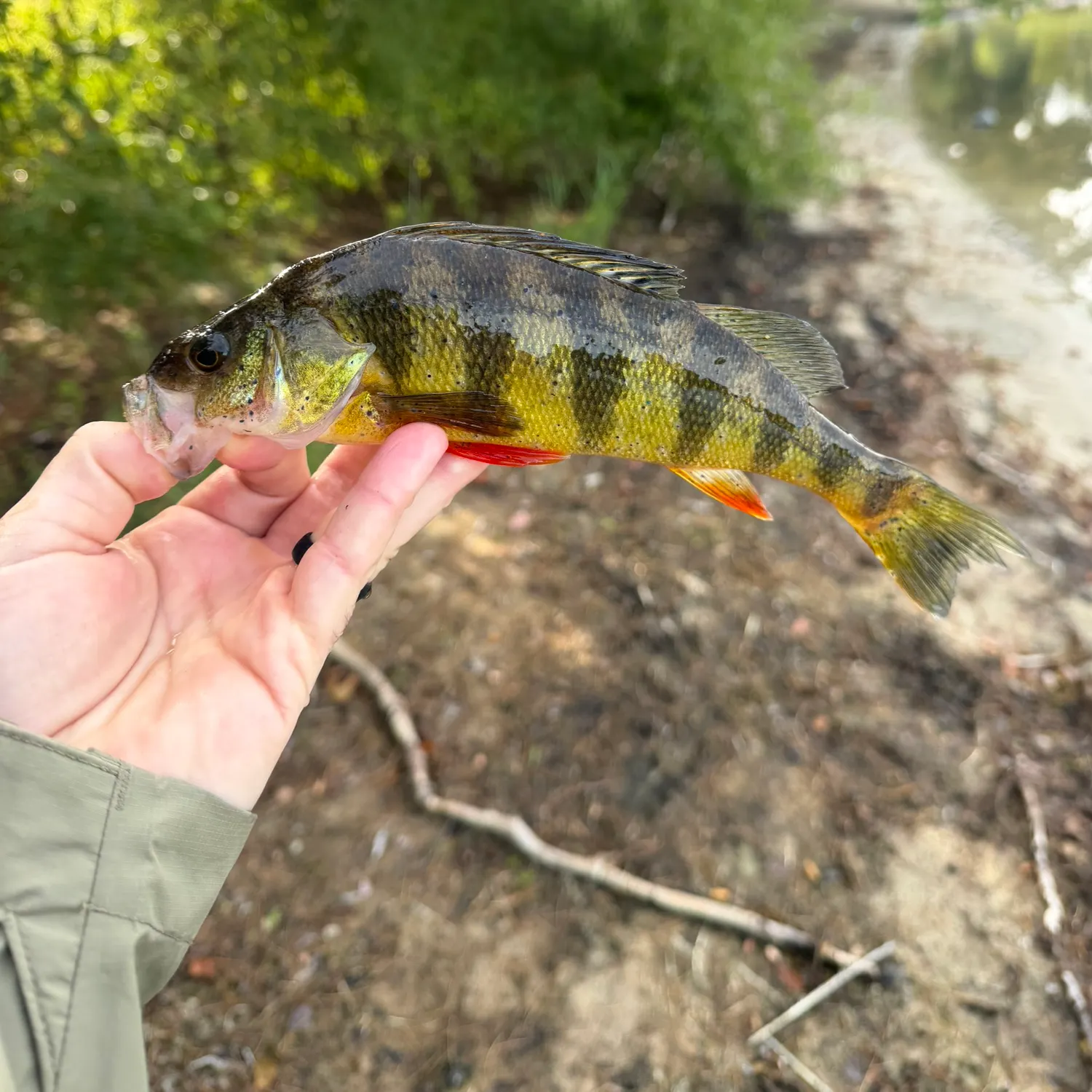 Yellow perch caught on Fishbrain