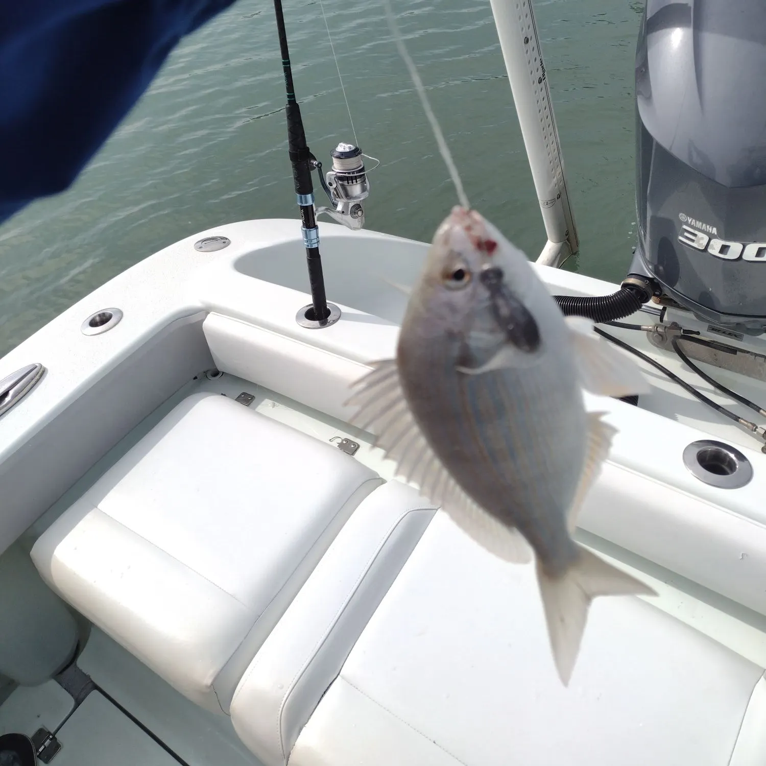 The most recent Pinfish catches on Fishbrain