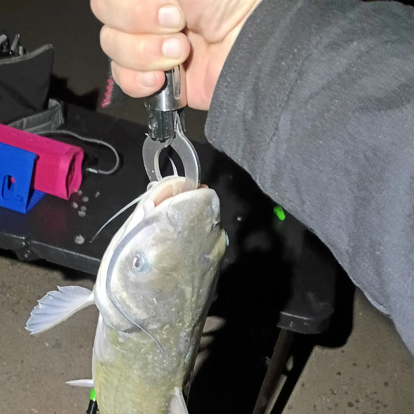 Channel catfish caught on Fishbrain