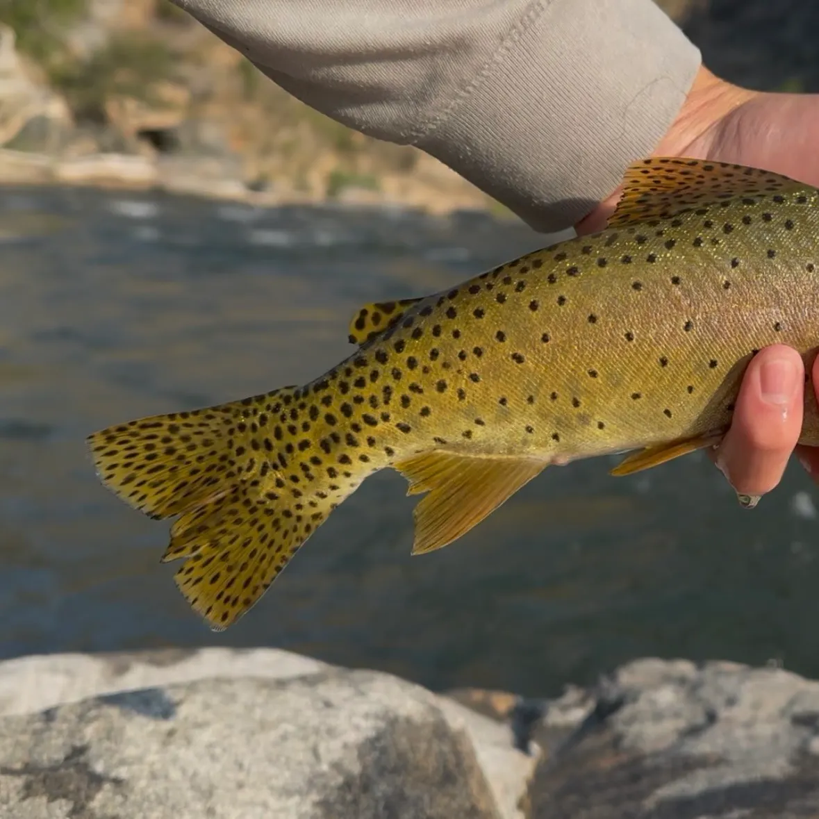 The most recent Bonneville cutthroat trout catches on Fishbrain