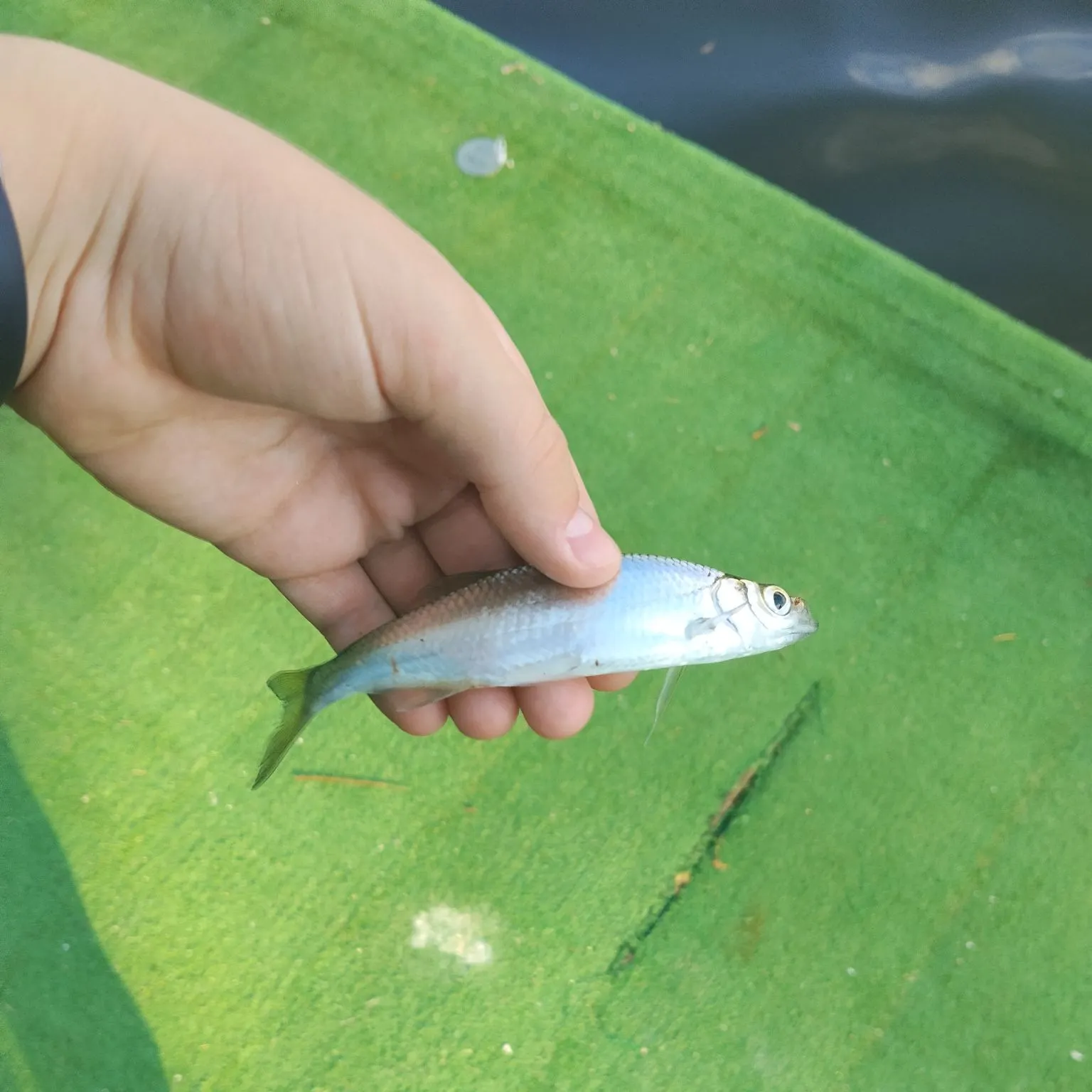 Common bleak caught on Fishbrain