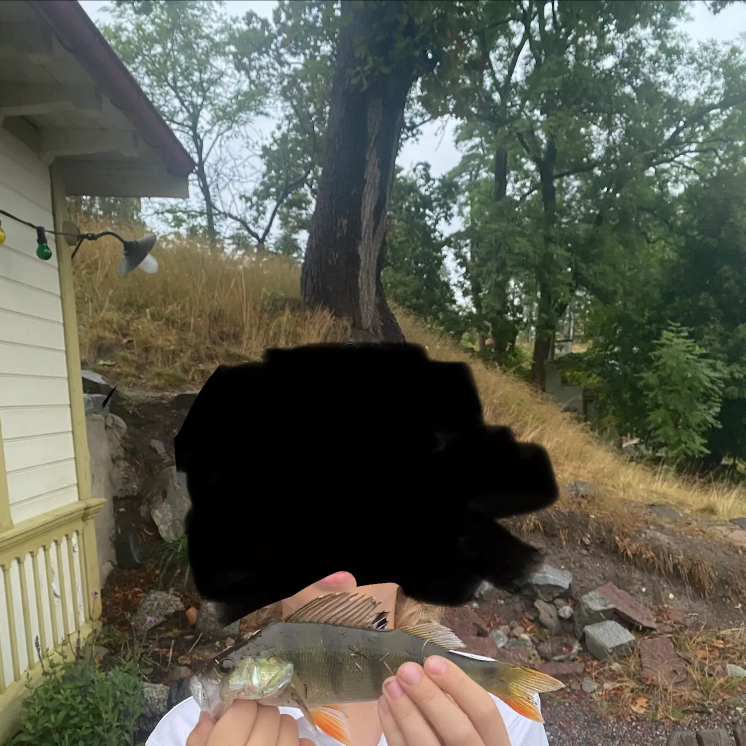 European perch caught on Fishbrain
