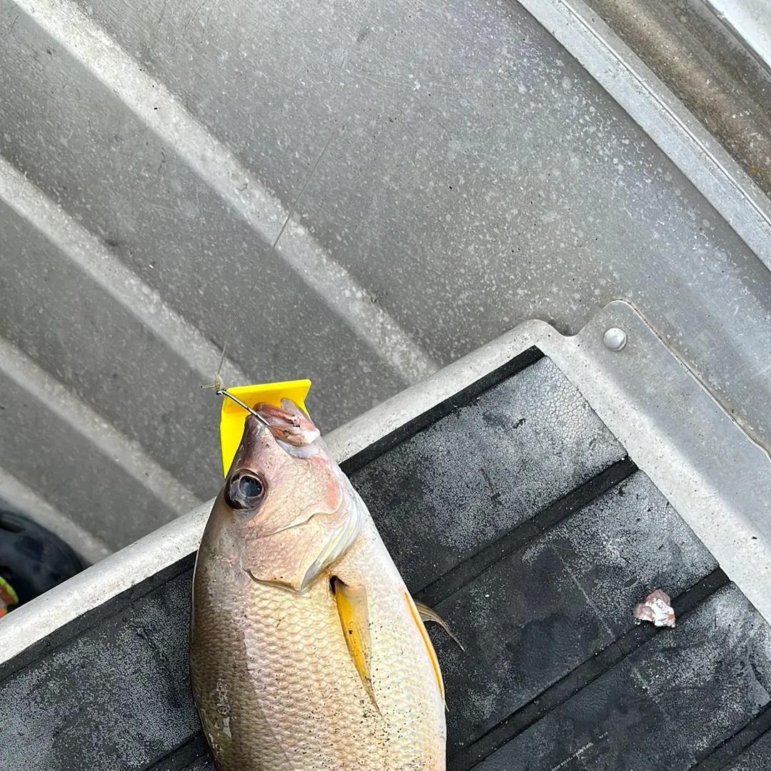 The most recent Moses perch catches on Fishbrain
