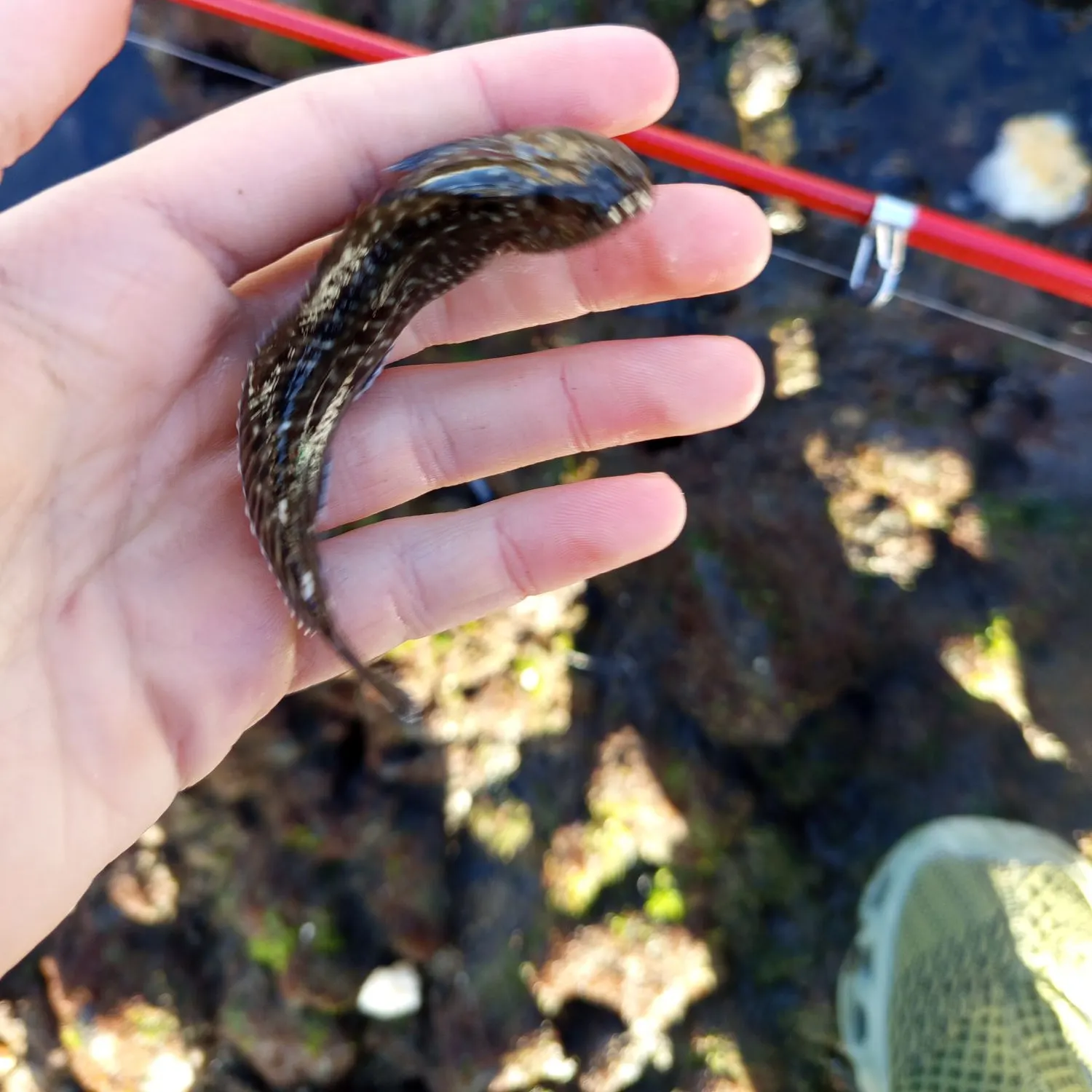 The most recent Prickly puffer catches on Fishbrain