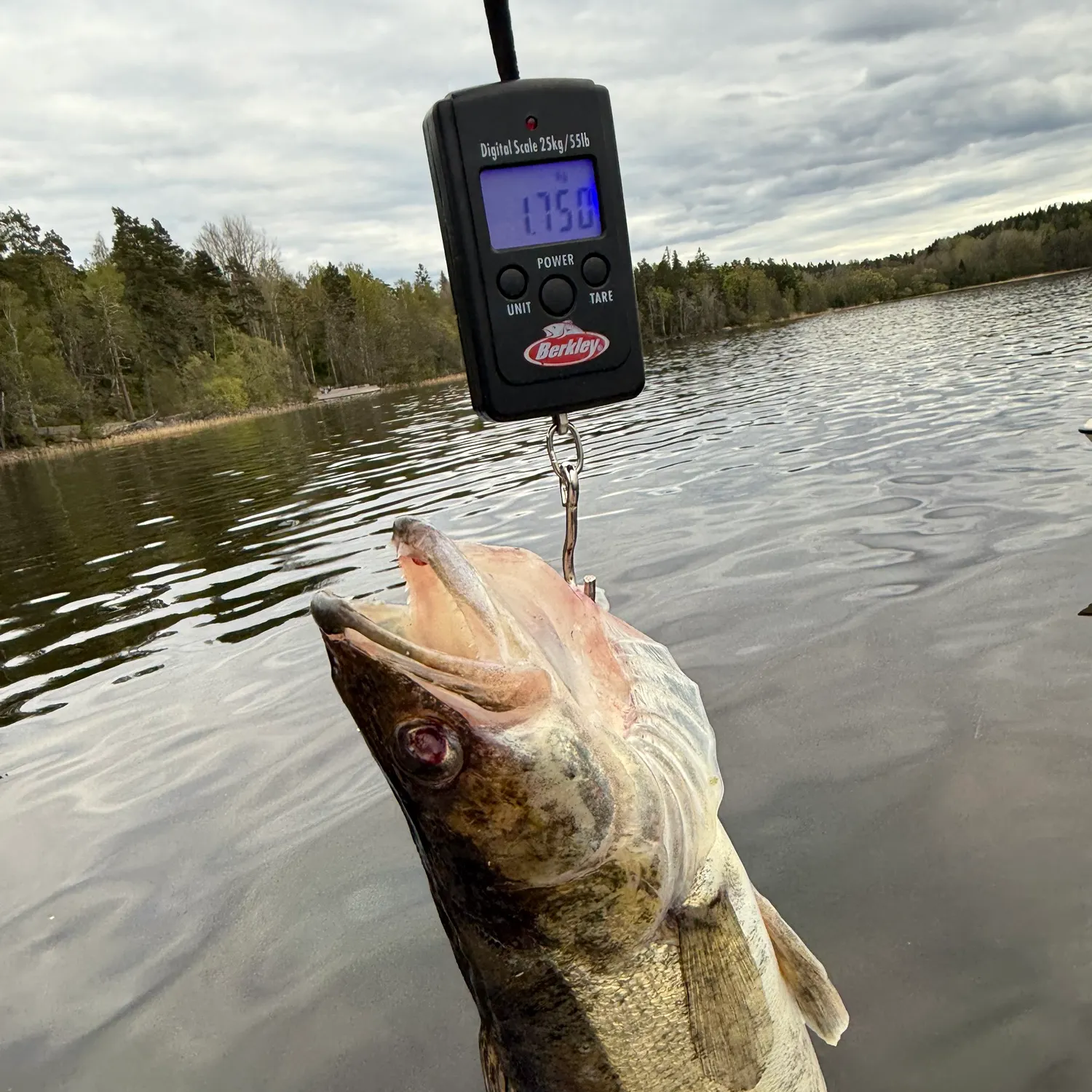 most liked catch image
