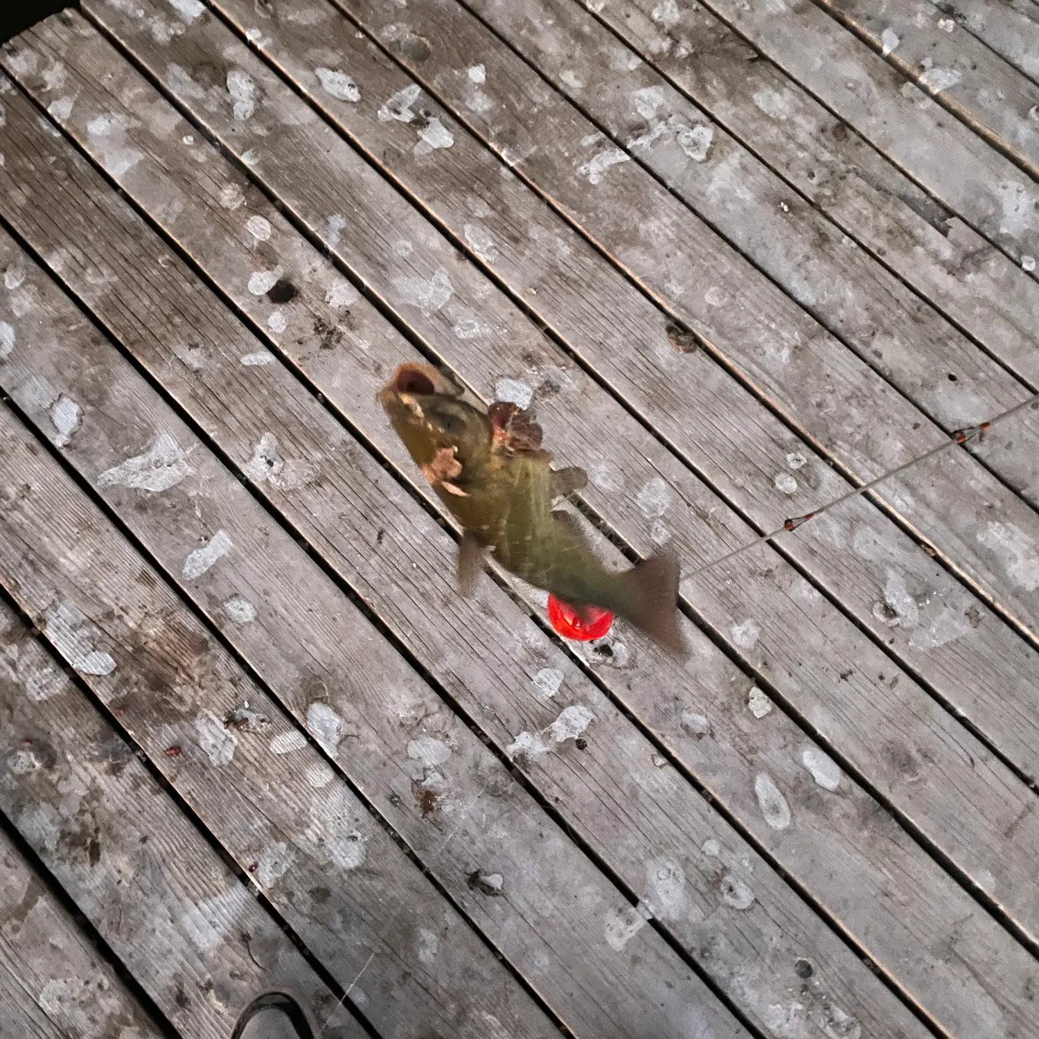 The most recent Yellow bullhead catches on Fishbrain