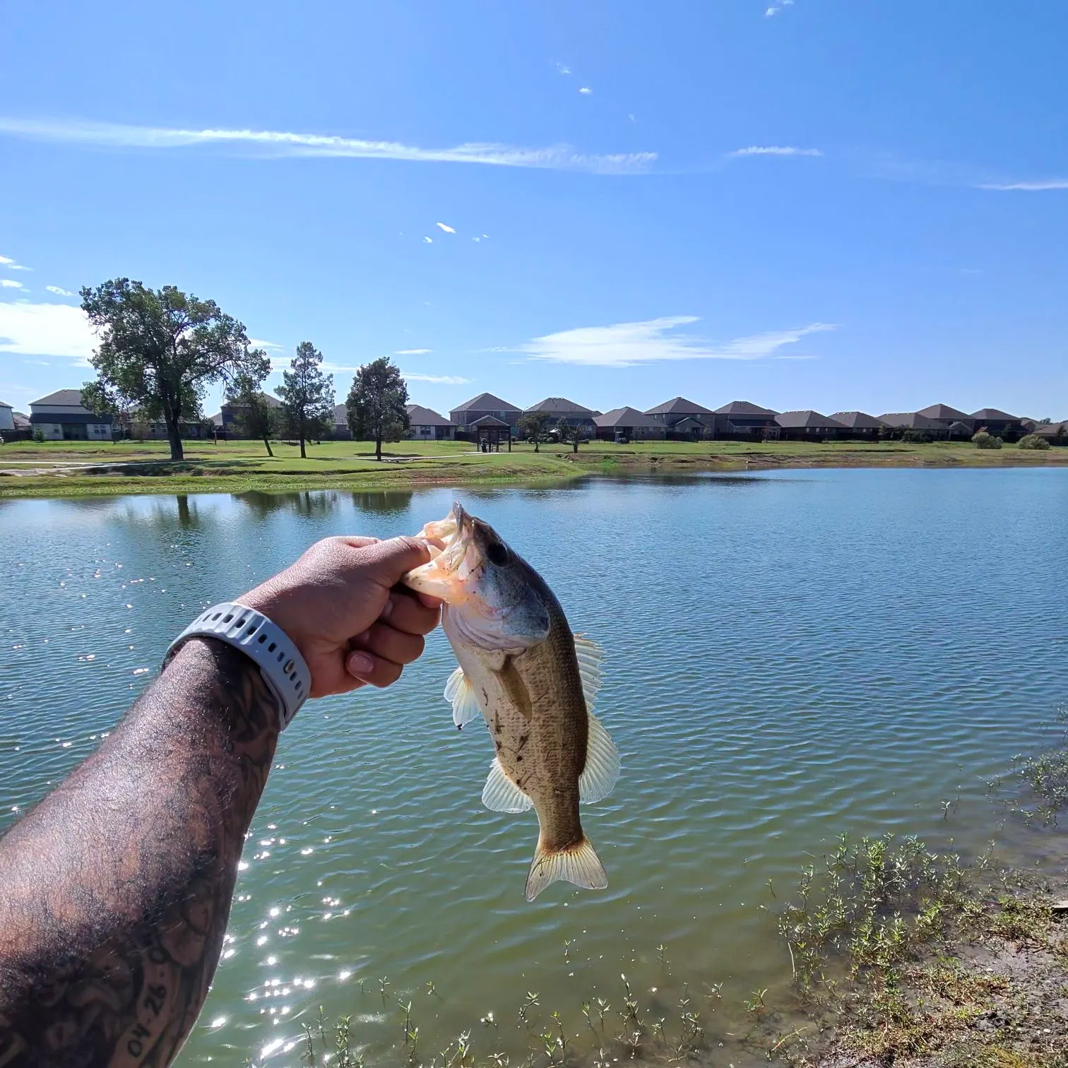 Largemouth bass caught on Fishbrain