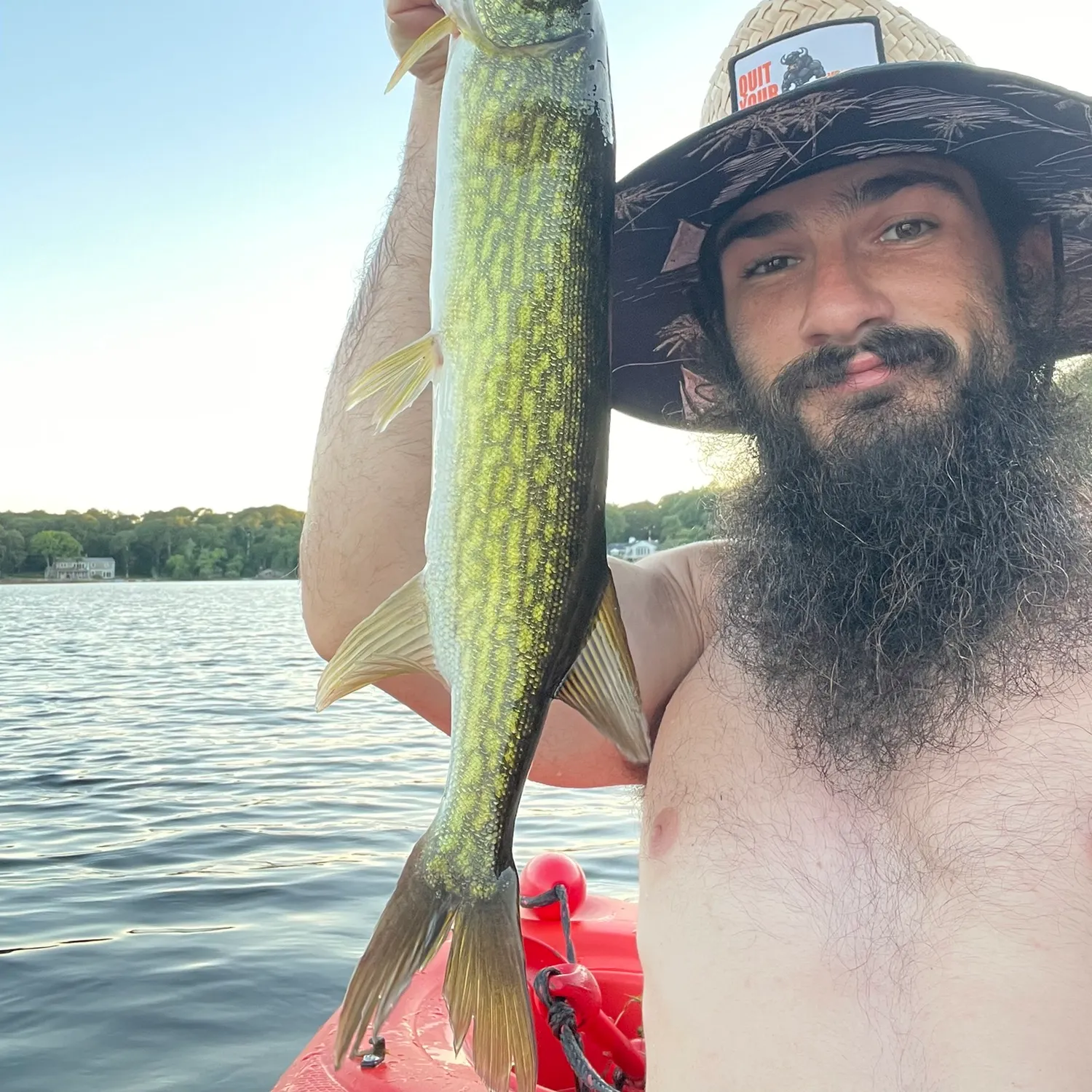 Chain pickerel caught on Fishbrain