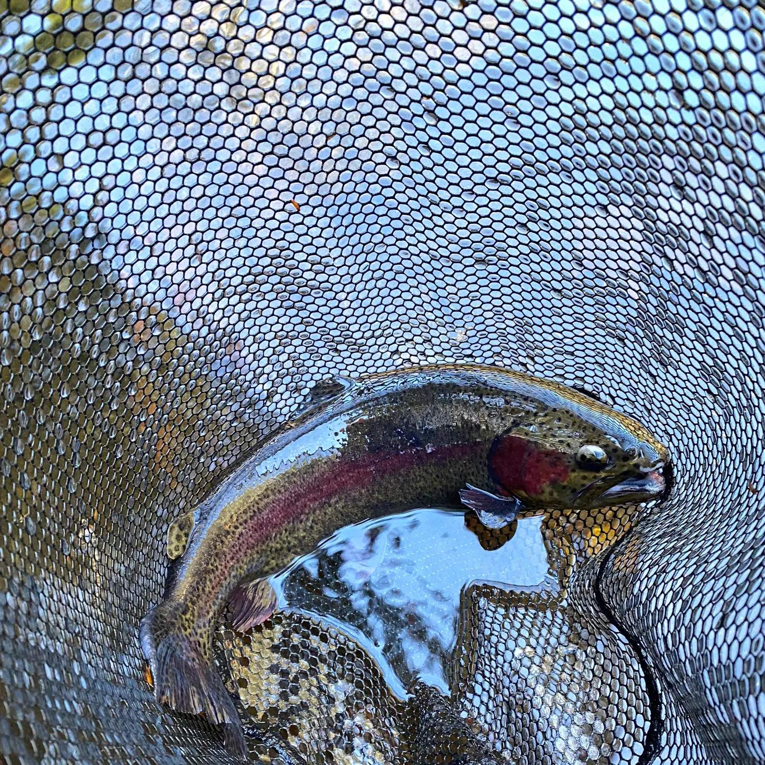 Rainbow trout caught on Fishbrain