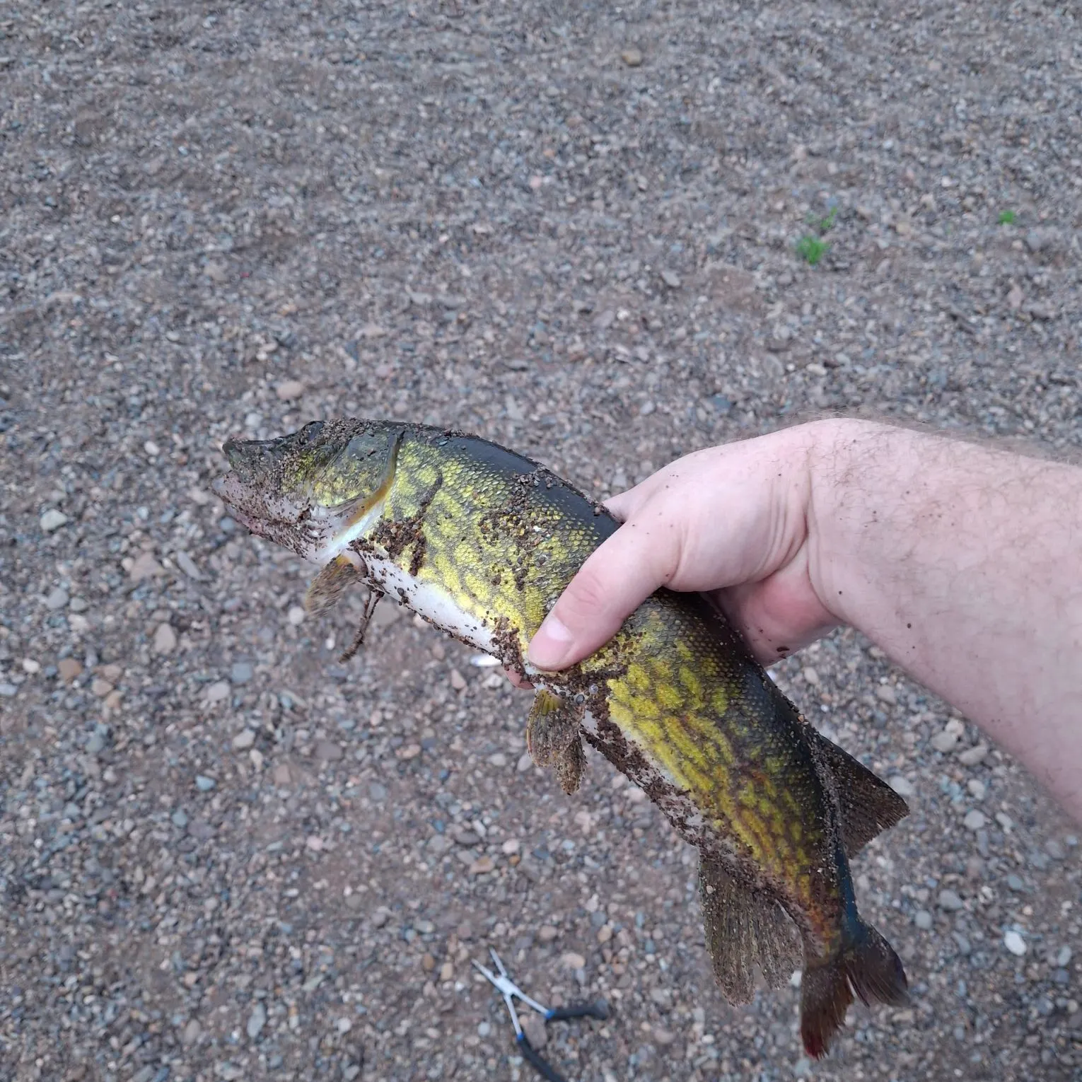Chain pickerel caught on Fishbrain