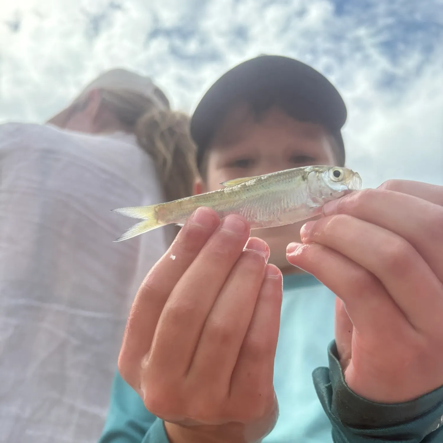 Atlantic herring caught on Fishbrain