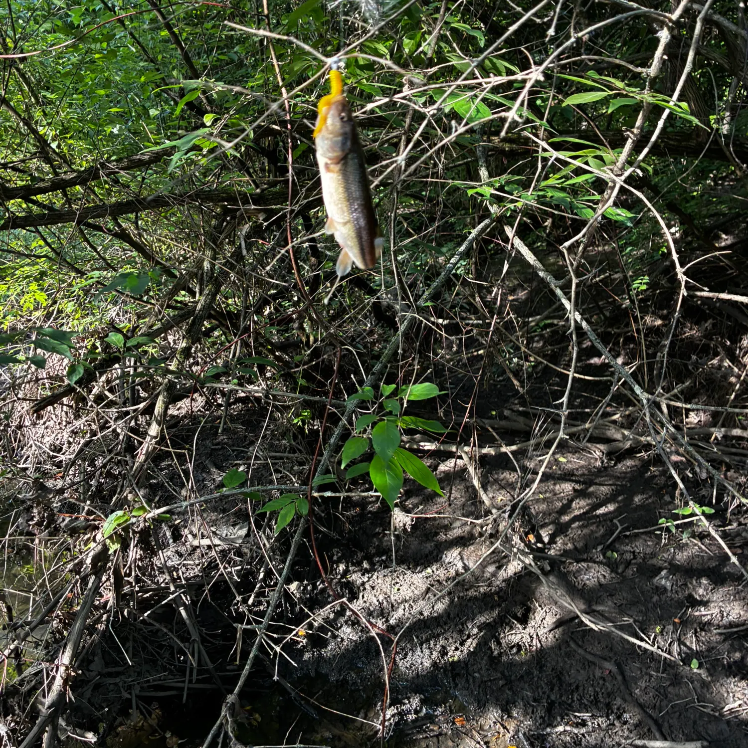 The most recent Hornyhead chub catches on Fishbrain