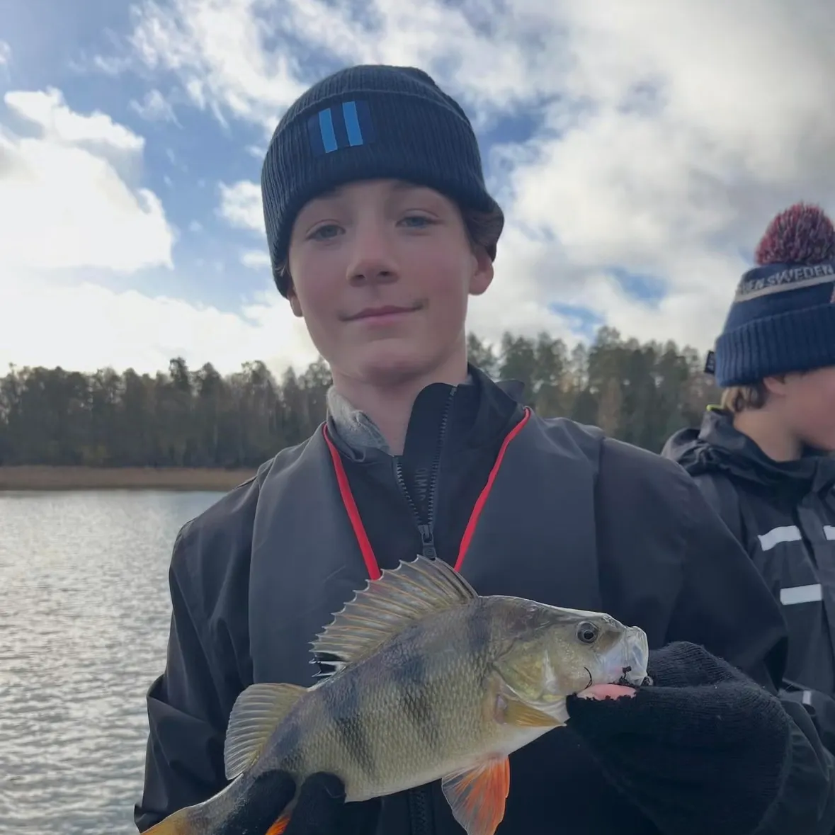 European perch caught on Fishbrain