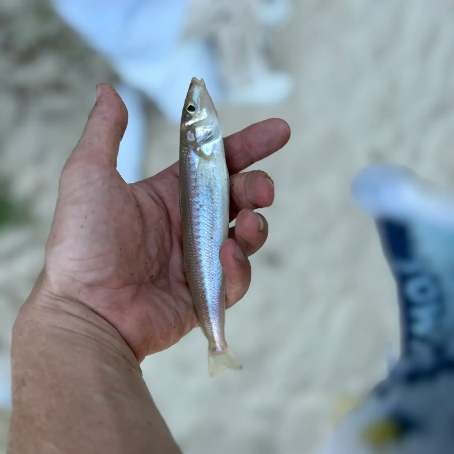 The most recent Surf smelt catches on Fishbrain